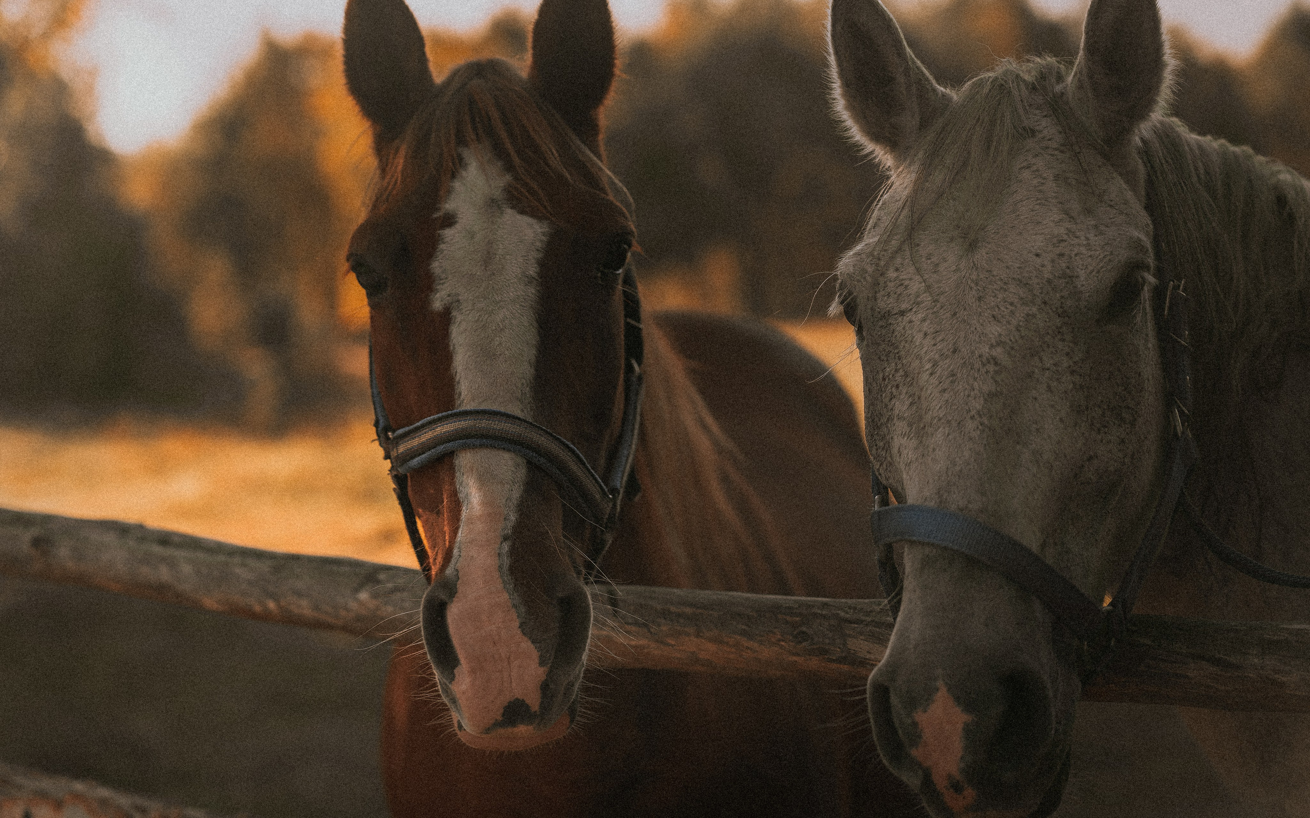 Born to be Wild. Юля Дэй • Фотограф, Санкт-Петербург