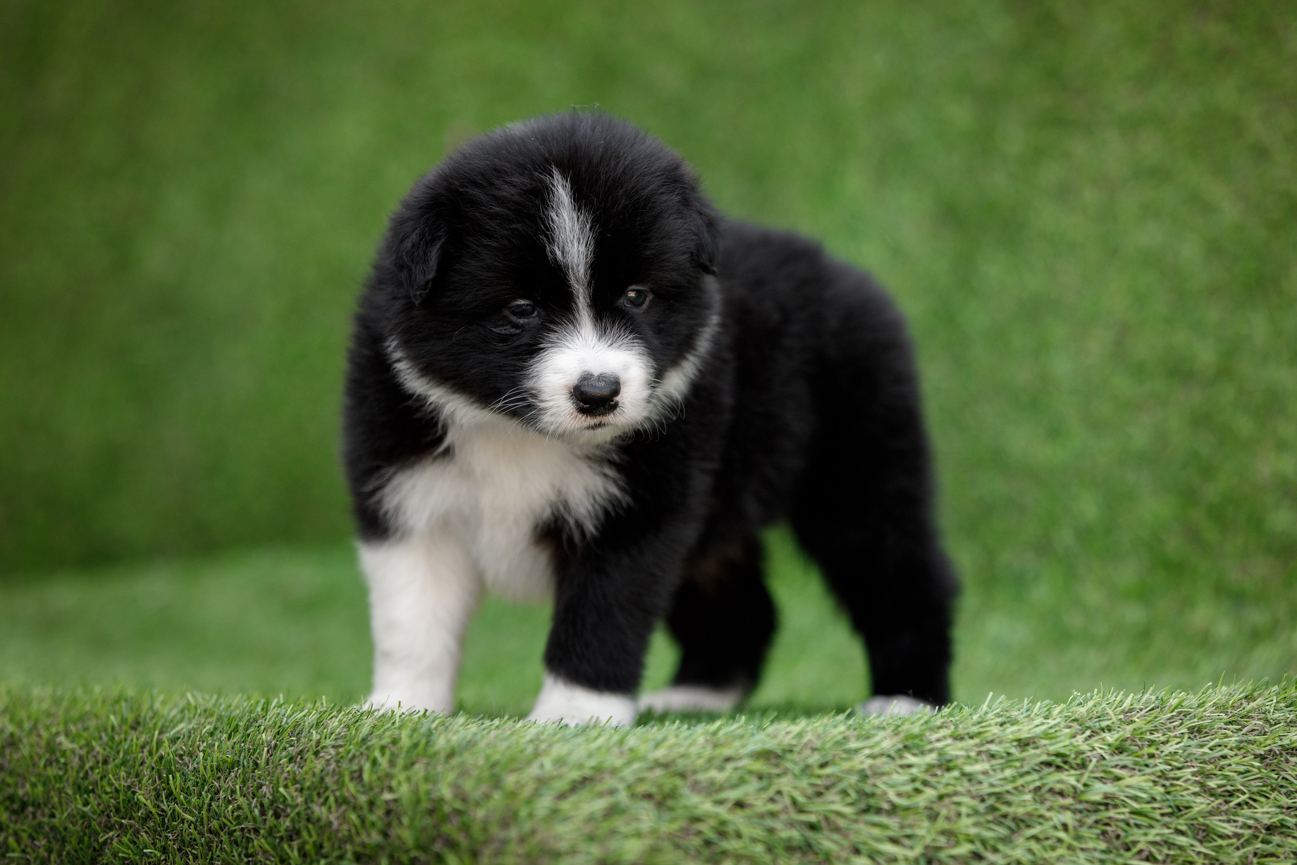 Смешарики. О нас