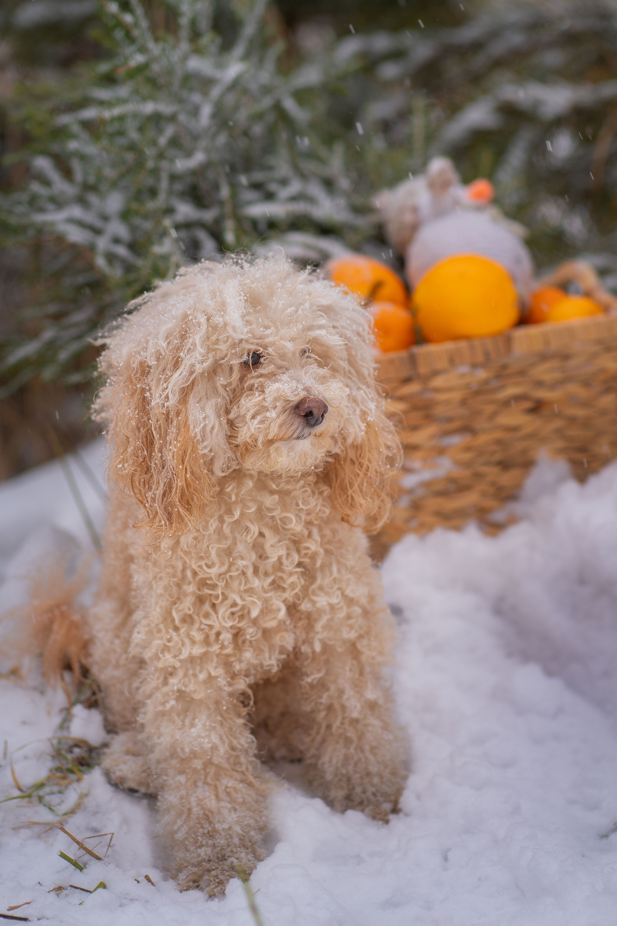 Детские новогодние и рождественские фотоистории. Детский и семейный фотограф в Москве и Подмосковье Настя Наумова