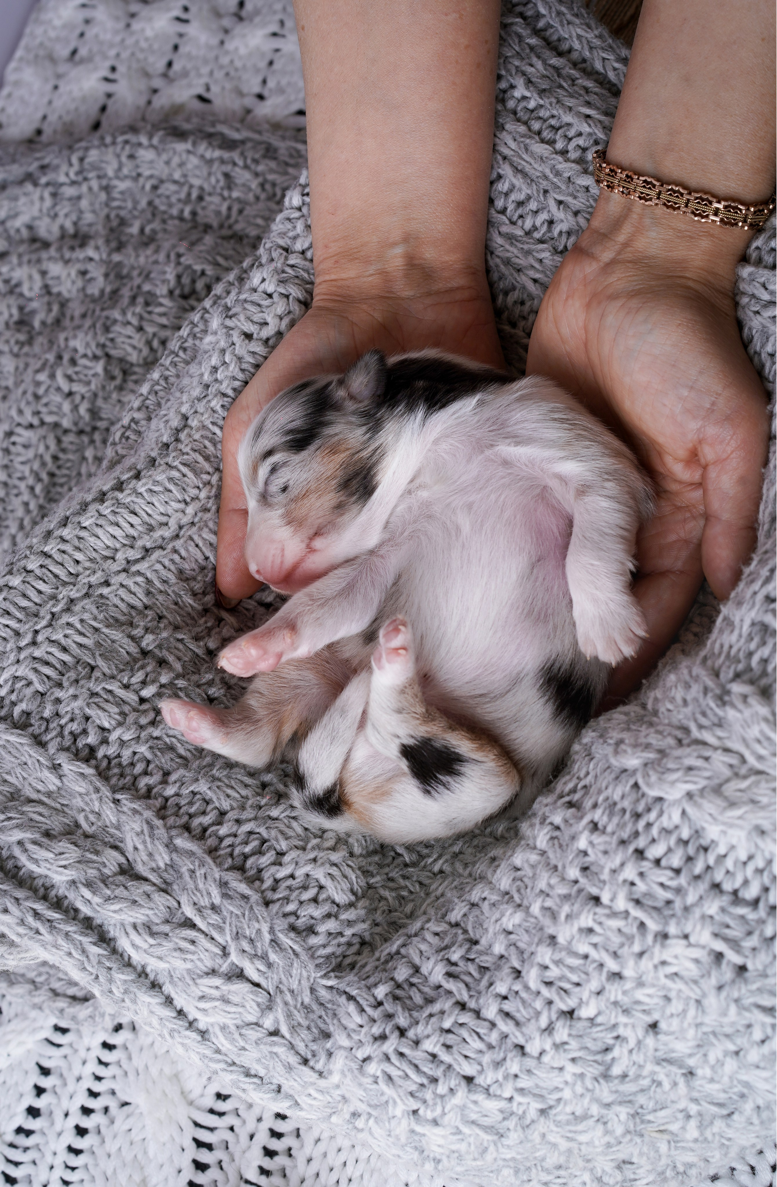 Щенки австралийской овчарки. Фотограф-анималист в Санкт-Петербурге Яна Мартынова