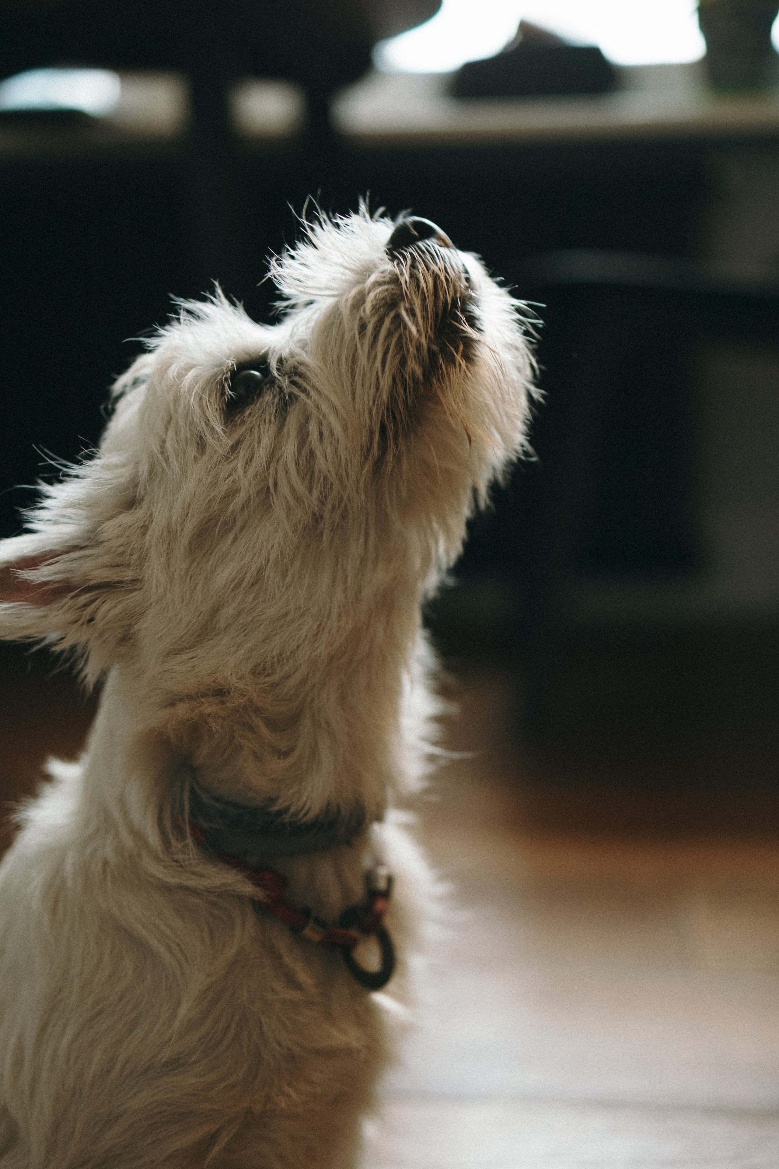 Снежуля, Мари и Саша. Фотограф анималист Анастасия Пикей