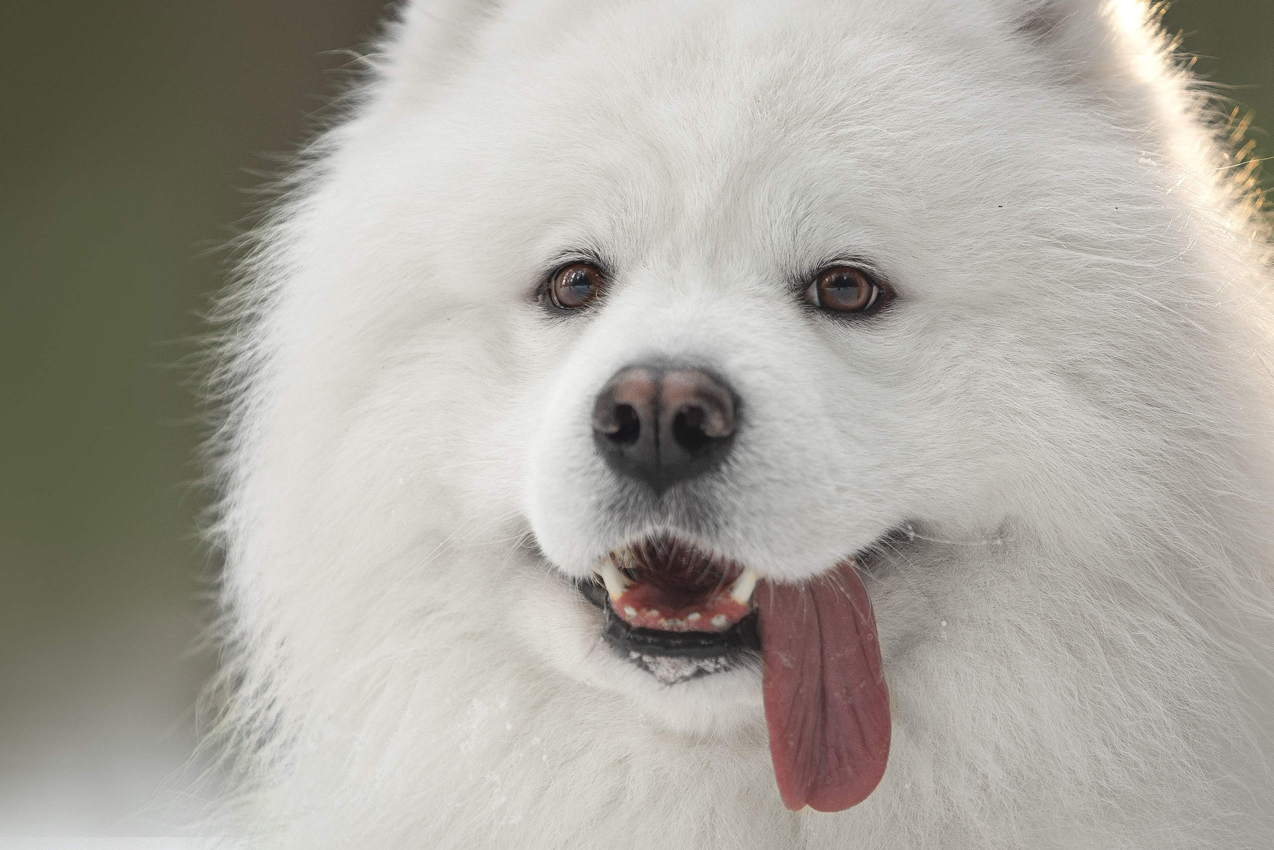 Самоедские мальчишки. Фотограф анималист в Москве Майорова Евгения