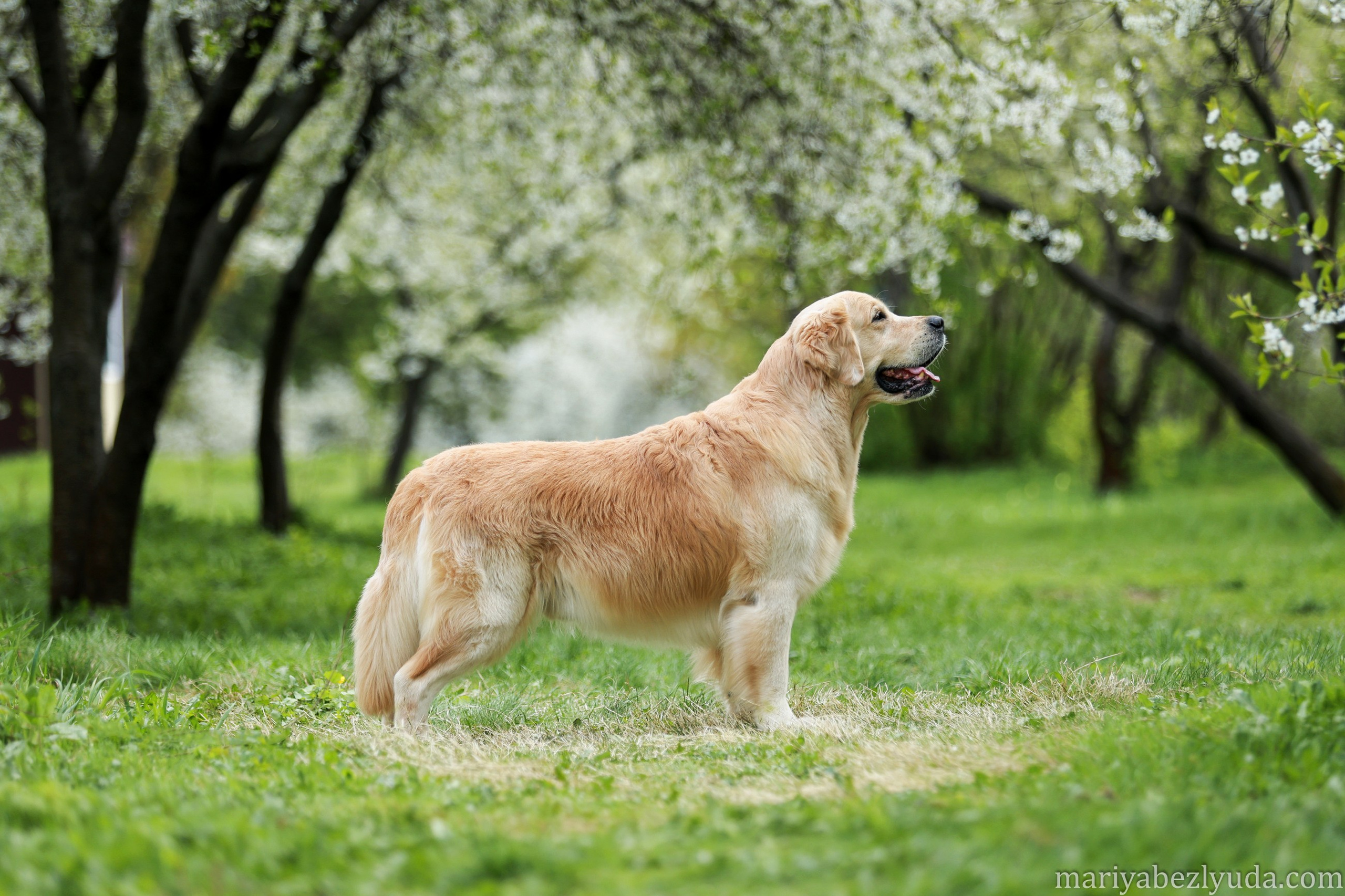 Весеннее цветение в парках. Семейный и детский фотограф в Москве Мария Быкова