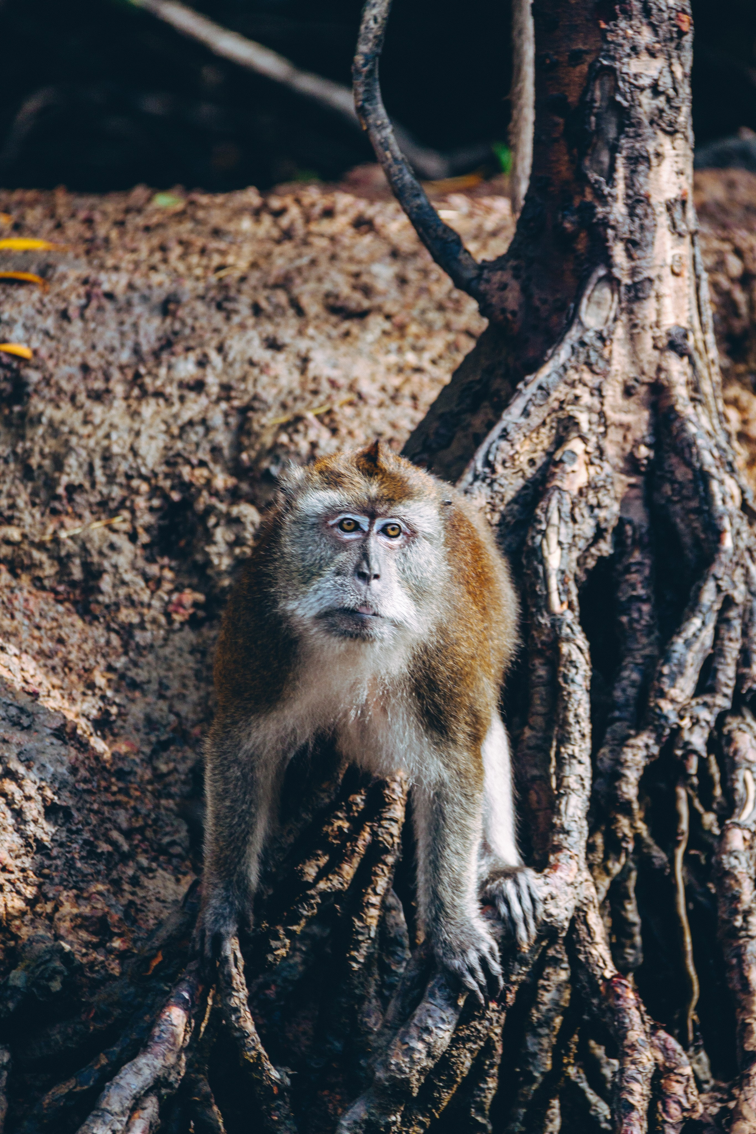Malaysia. ДарияГалямова — фотограф: открытый, творческий, коммерческий