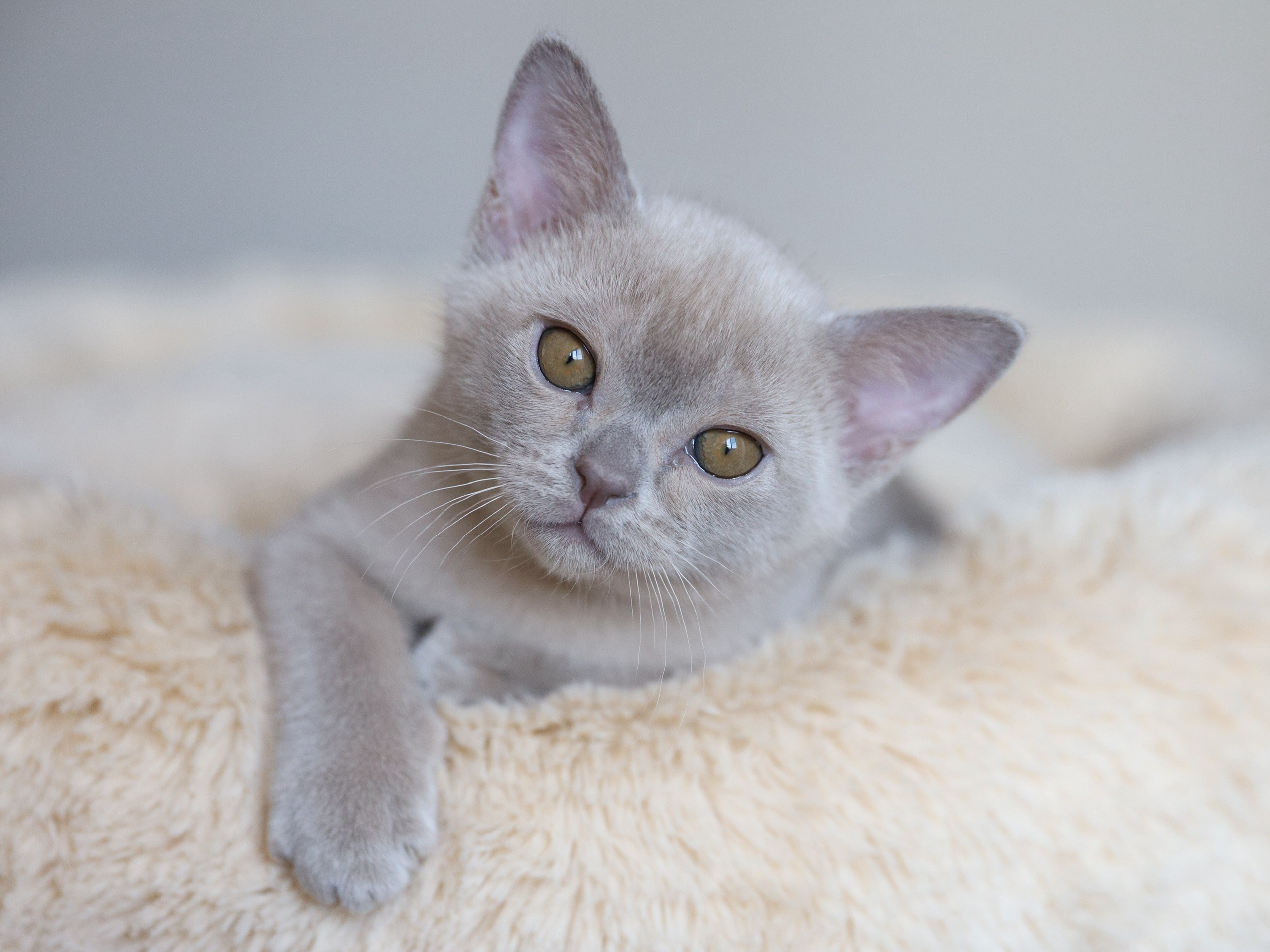 Chester. Cattery “Bouncy Life”
