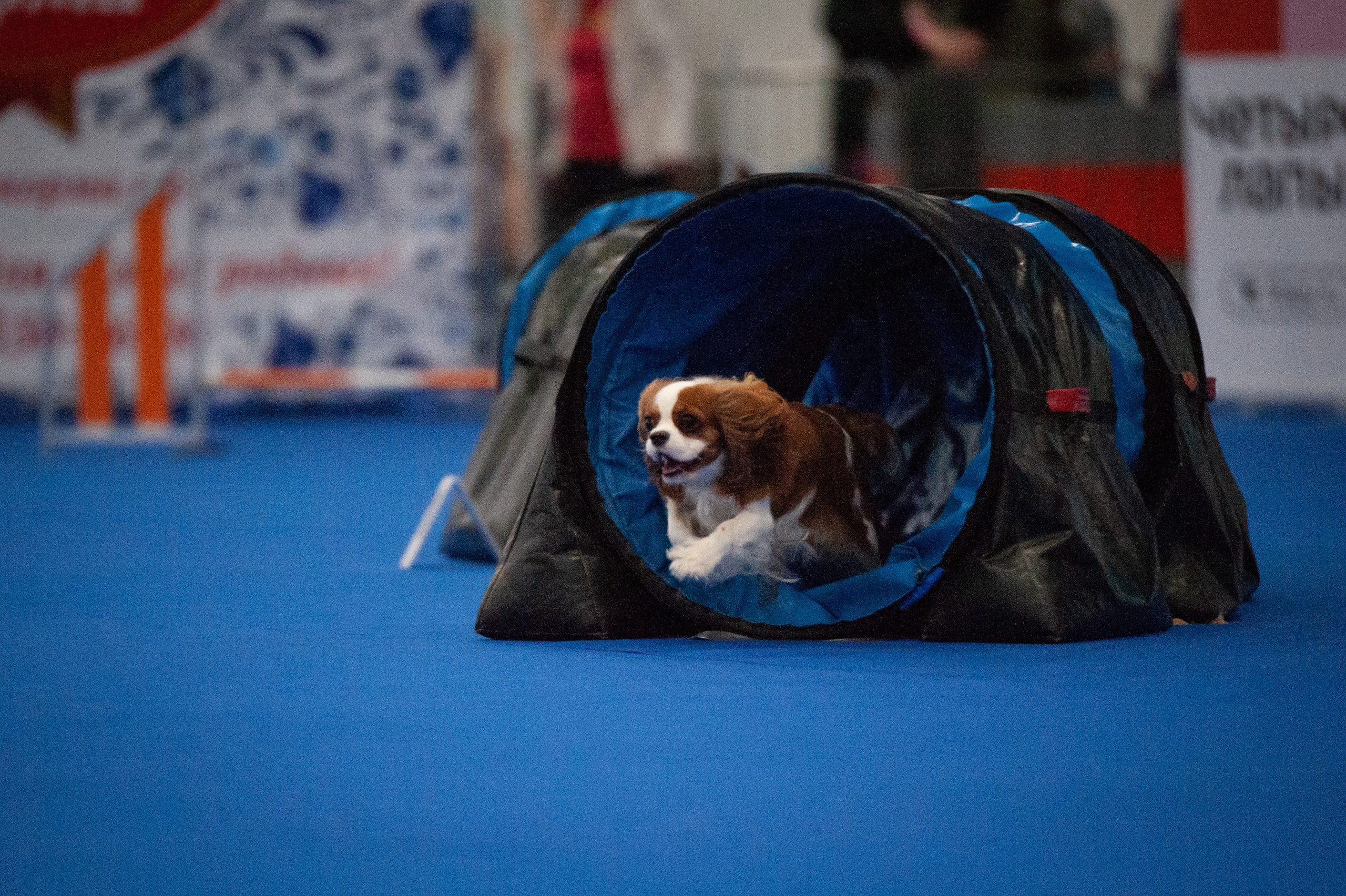 Спорт. Танцевальный фотограф Анна Берзина, Санкт-Петербург