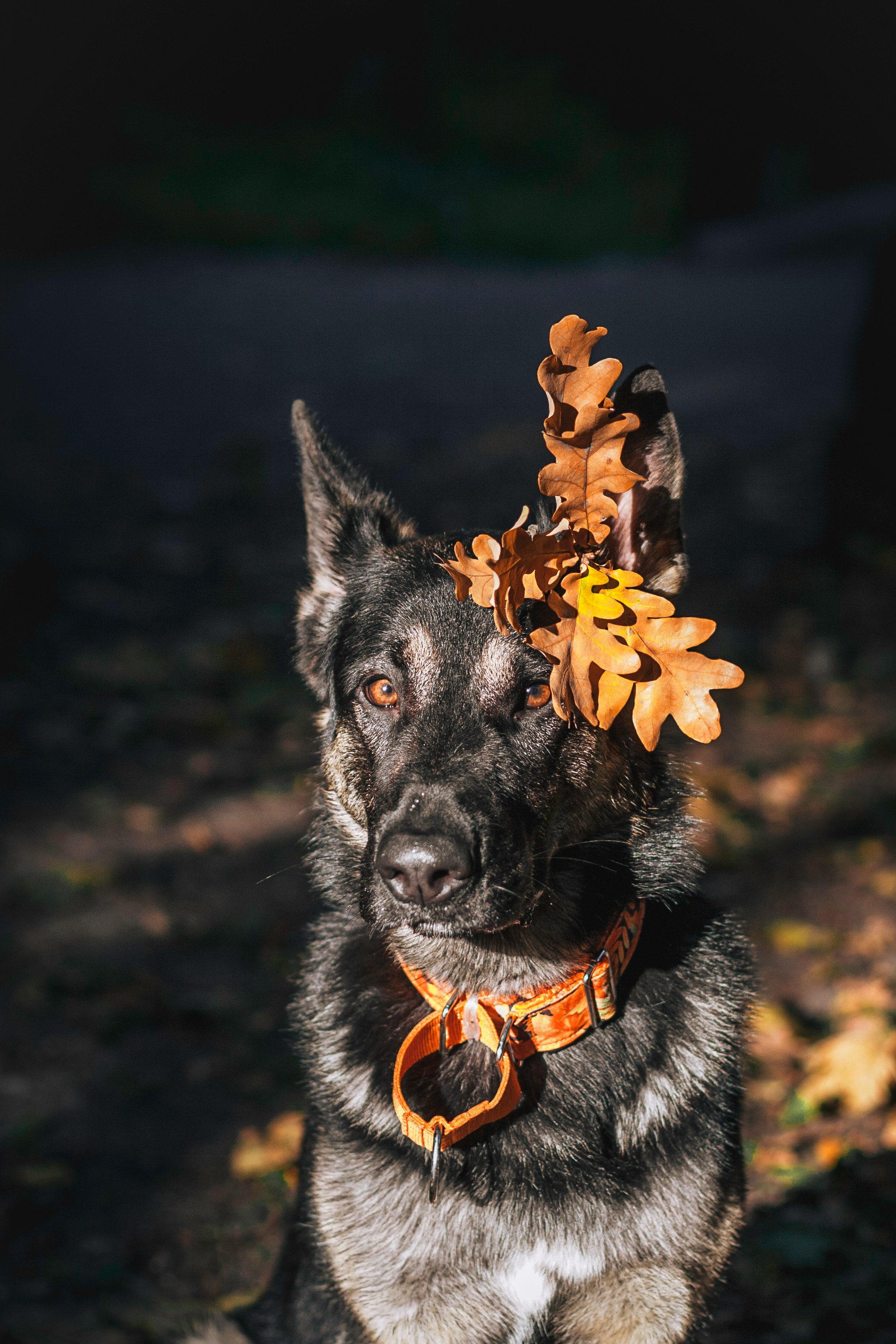 Илай. Фотограф-анималист Татьяна Степанова