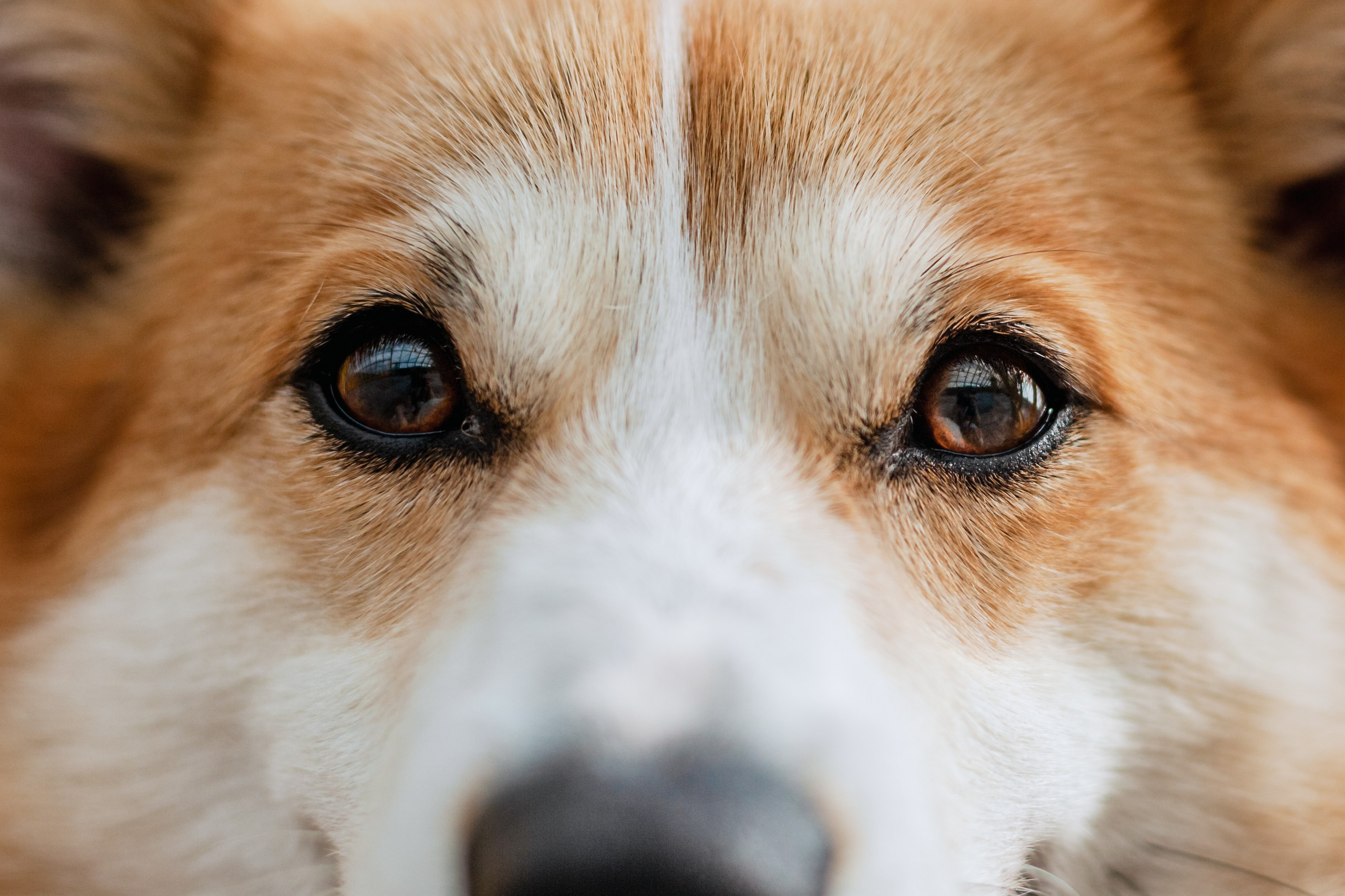 Андреевский мост. Фотограф-анималист Татьяна Степанова