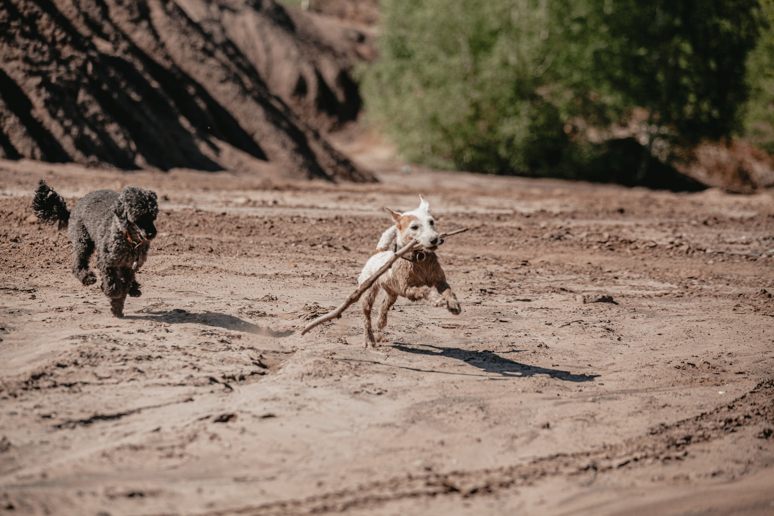 Кондуки. Фотограф-анималист Татьяна Степанова