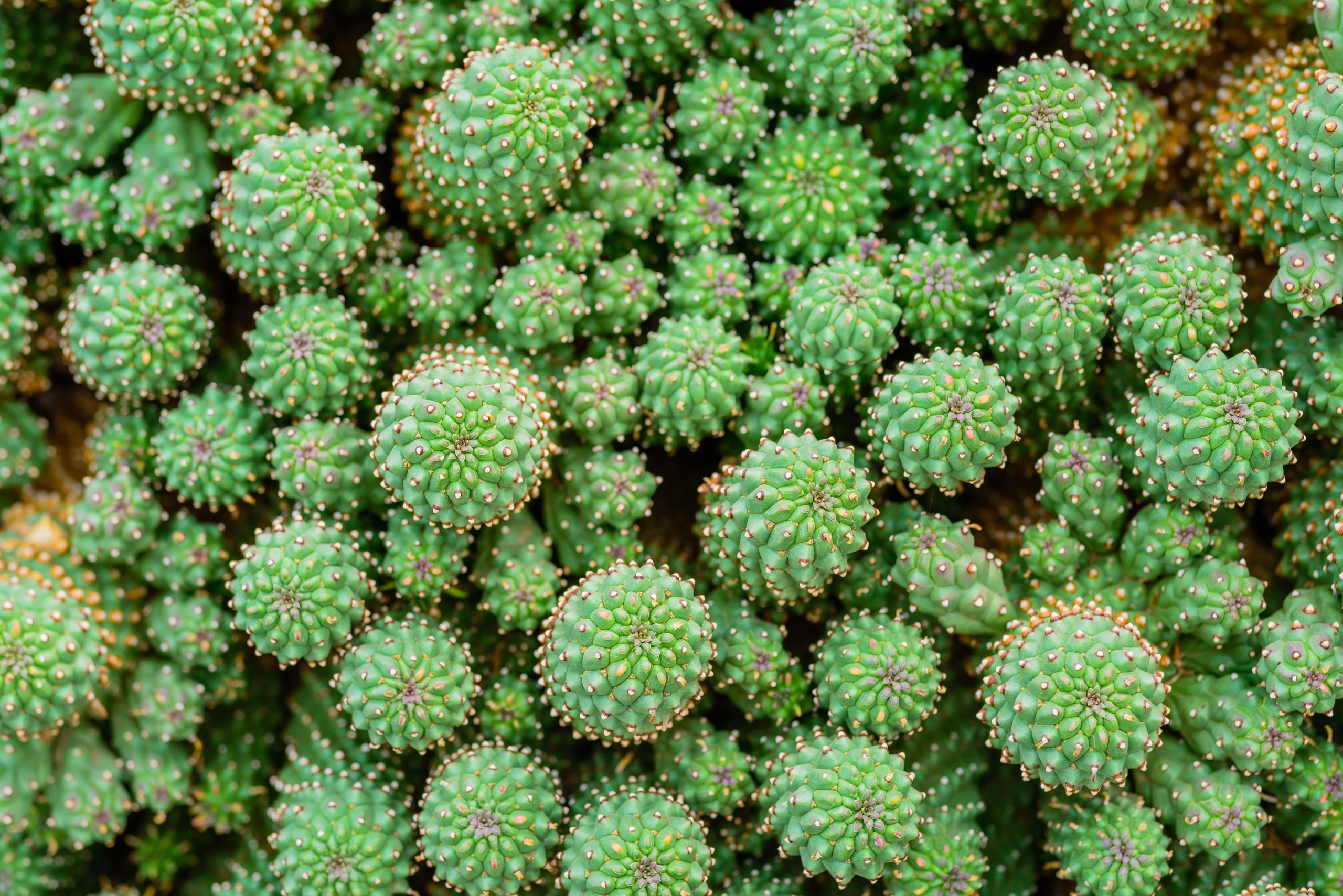 Все оттенки зелёного. Авторские стильные фотокартины