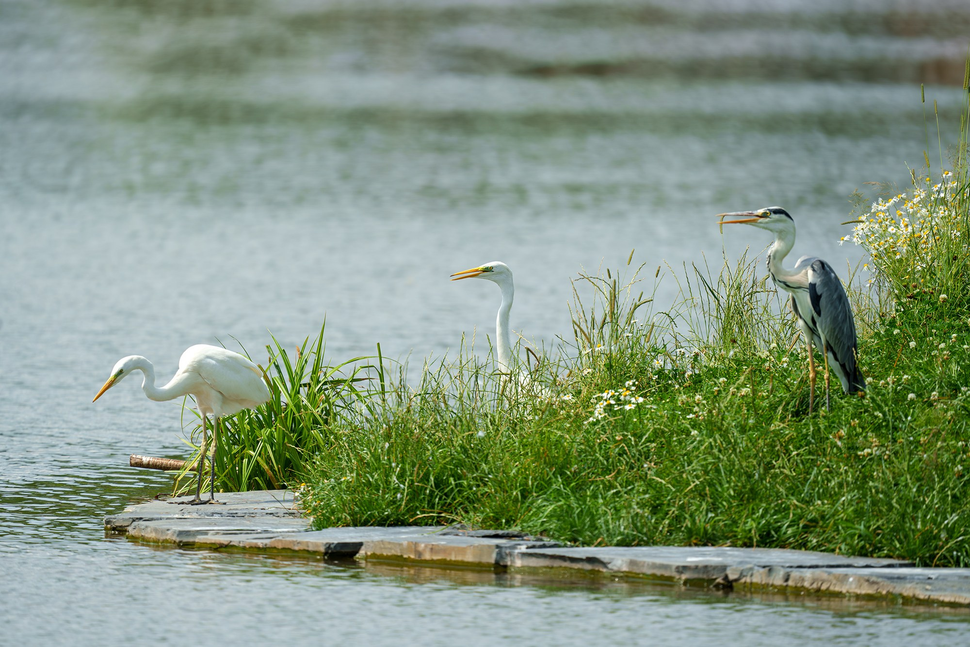 Удивительные мир птиц. Вокруг нас столько прекрасного — присмотритесь!. Ваш личный фотограф Марина Волкова