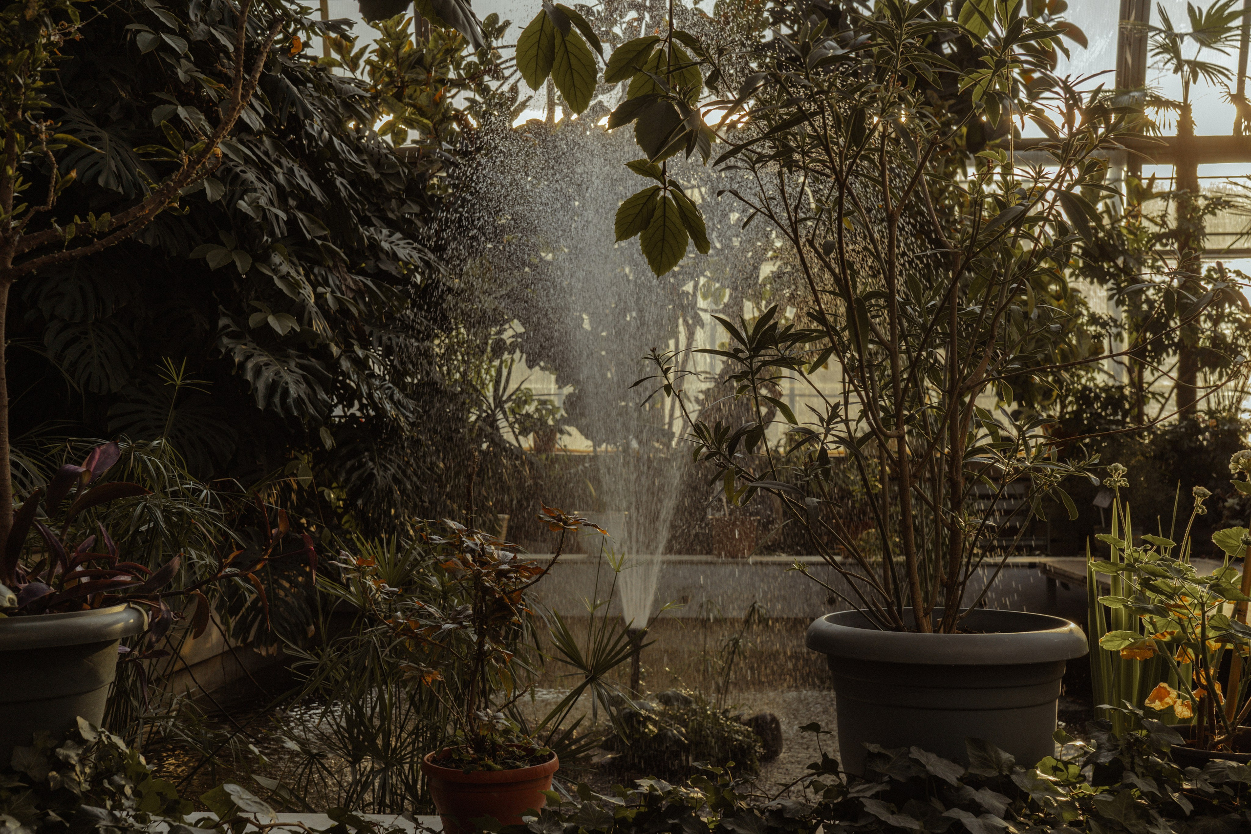 Глеб | Оранжерея Таврического сада. Фотограф предметной съемки, контент-фотограф, ретушер