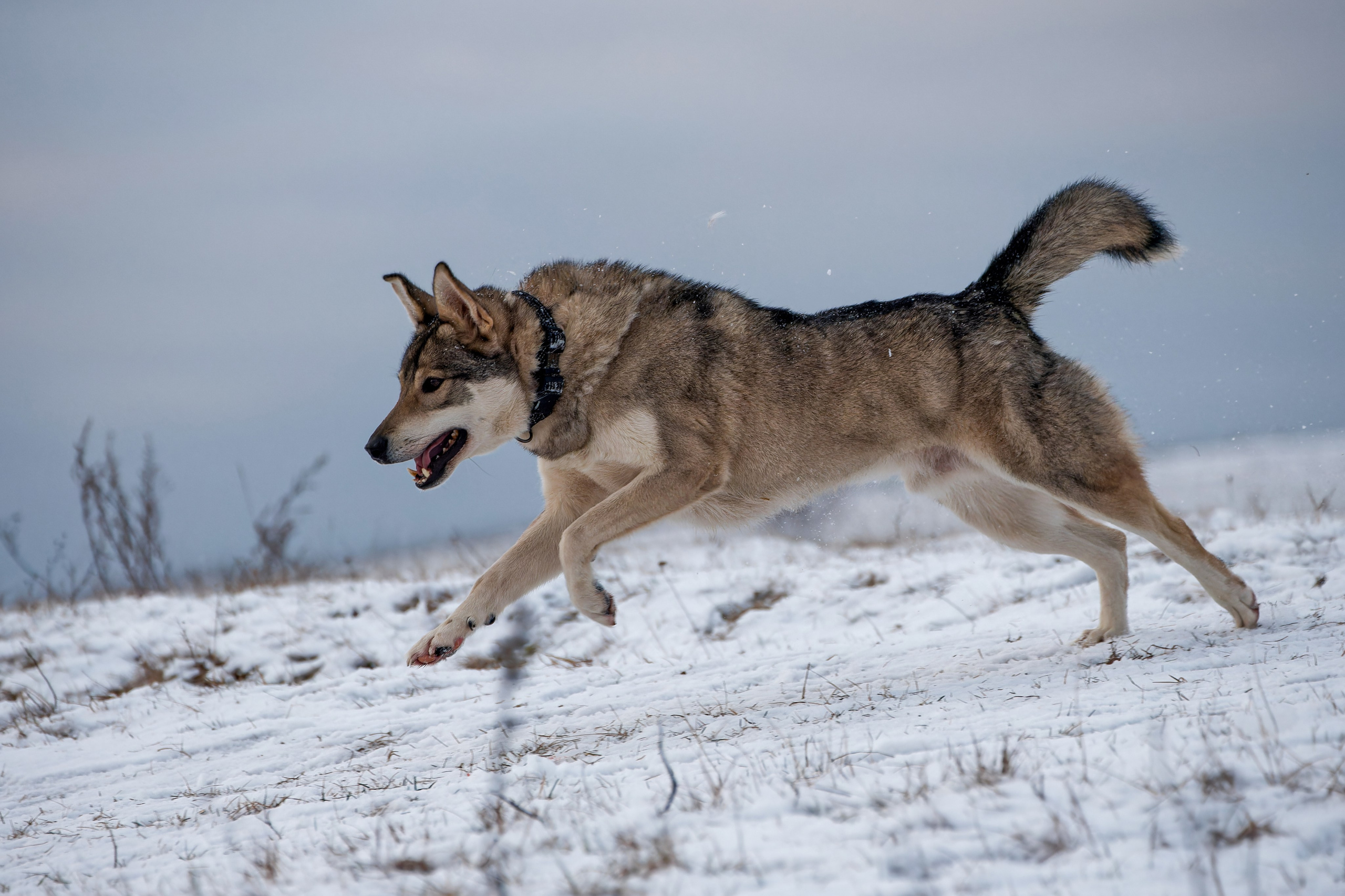 Собаки в движении. Irenephoto.ru