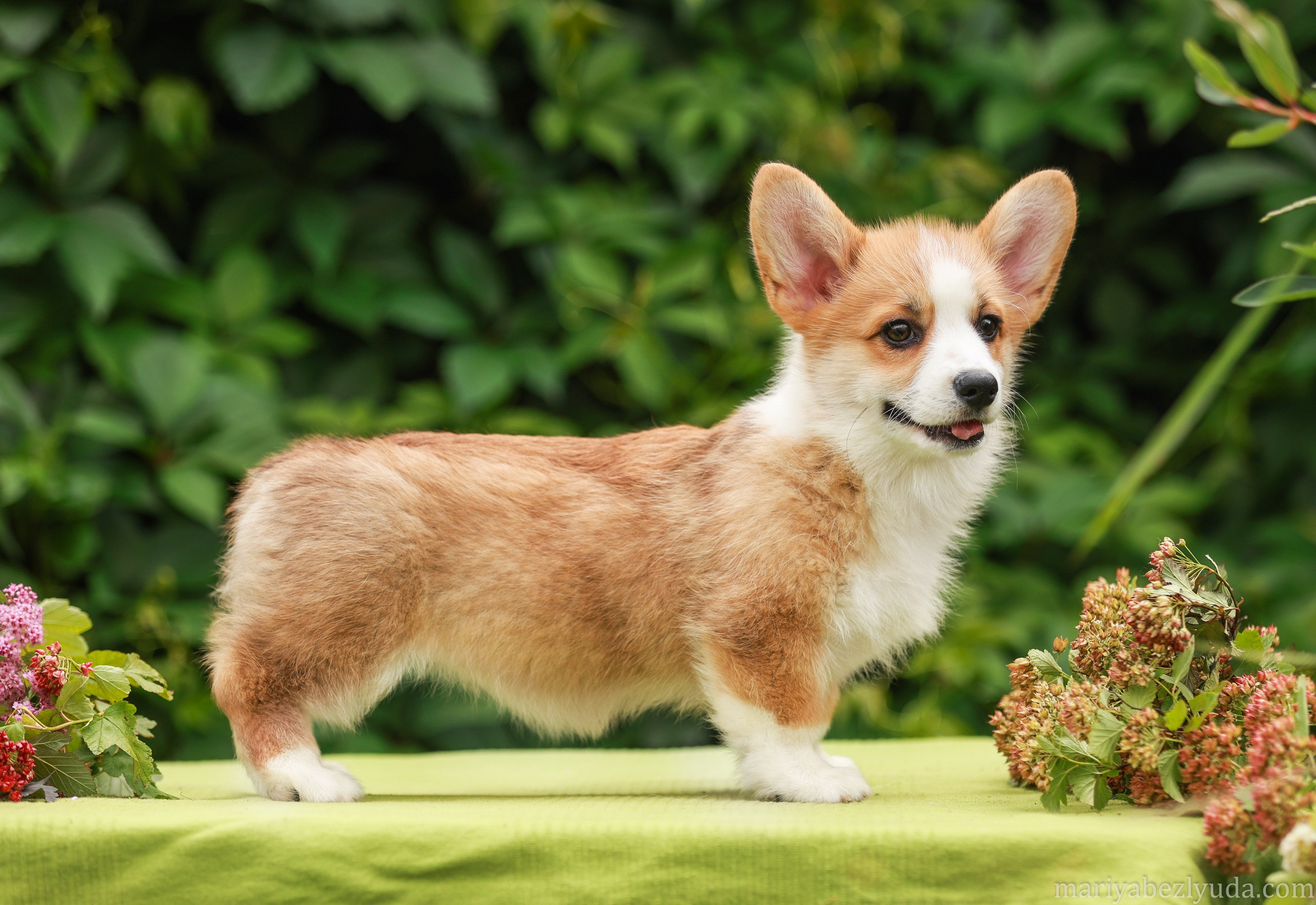 Щенки. Семейный и детский фотограф в Москве Мария Быкова