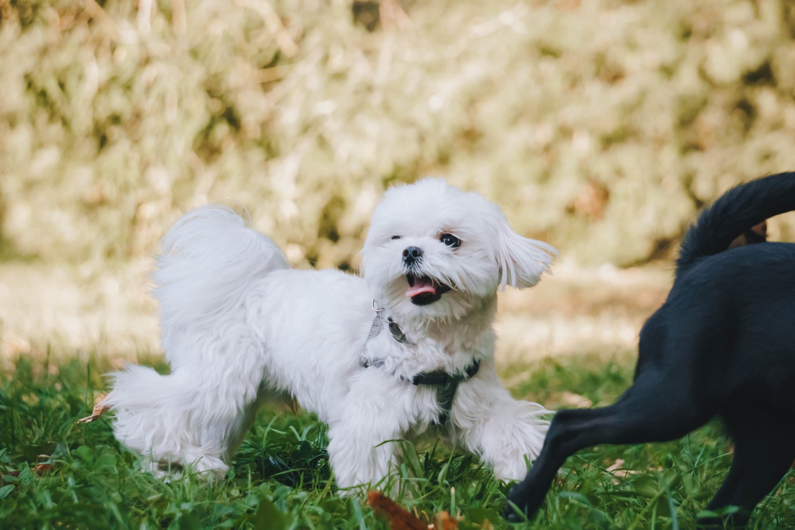 Мини-туса гриффоны и брабансоны. Фотограф-анималист Ксения Воробьева, Москва