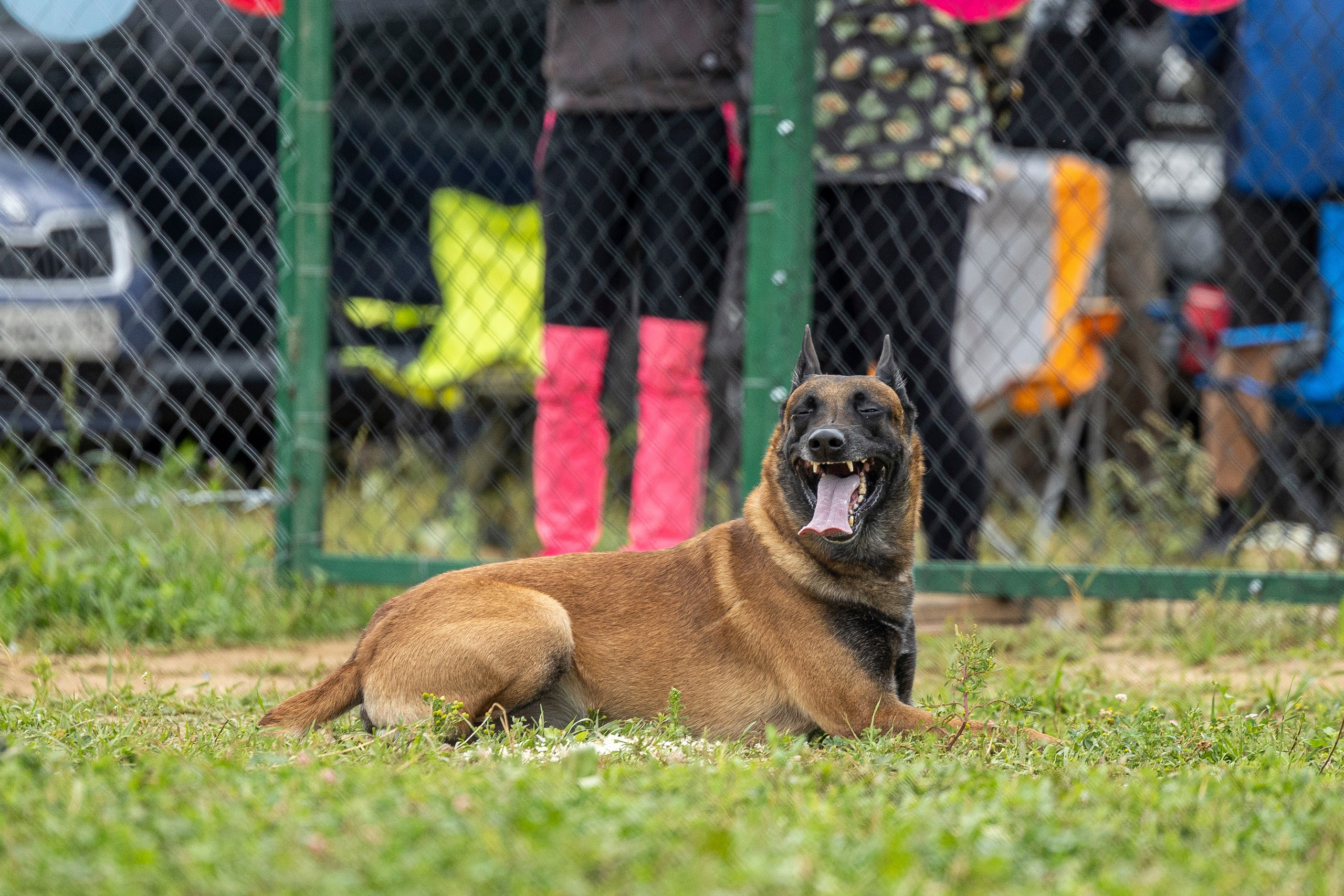 Соревнования по Мондьорингу г. Вологда 10-11.08.2024. Фотограф-анималист Анна Маринич