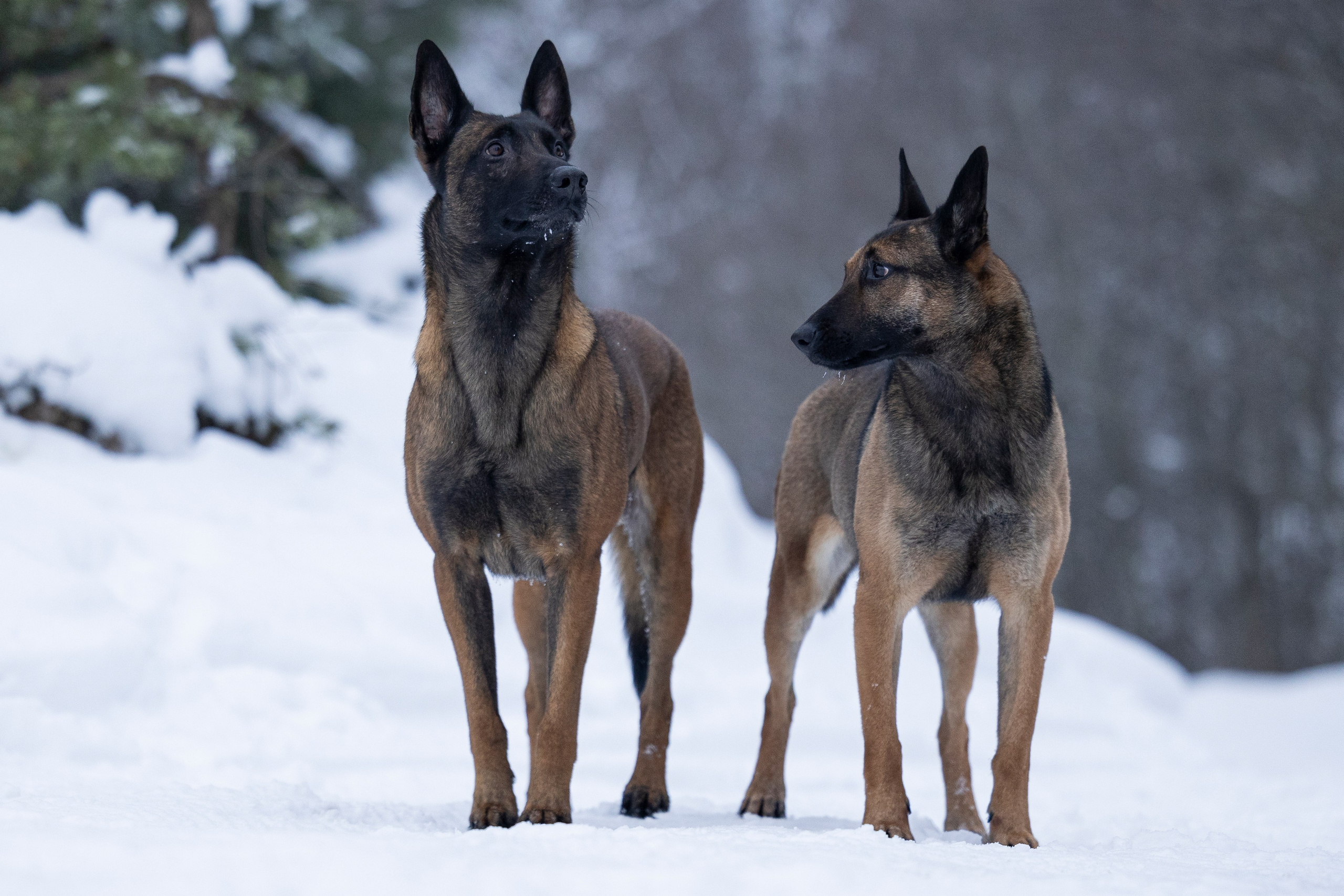 Цедра и Рики. Фотограф-анималист Анна Маринич