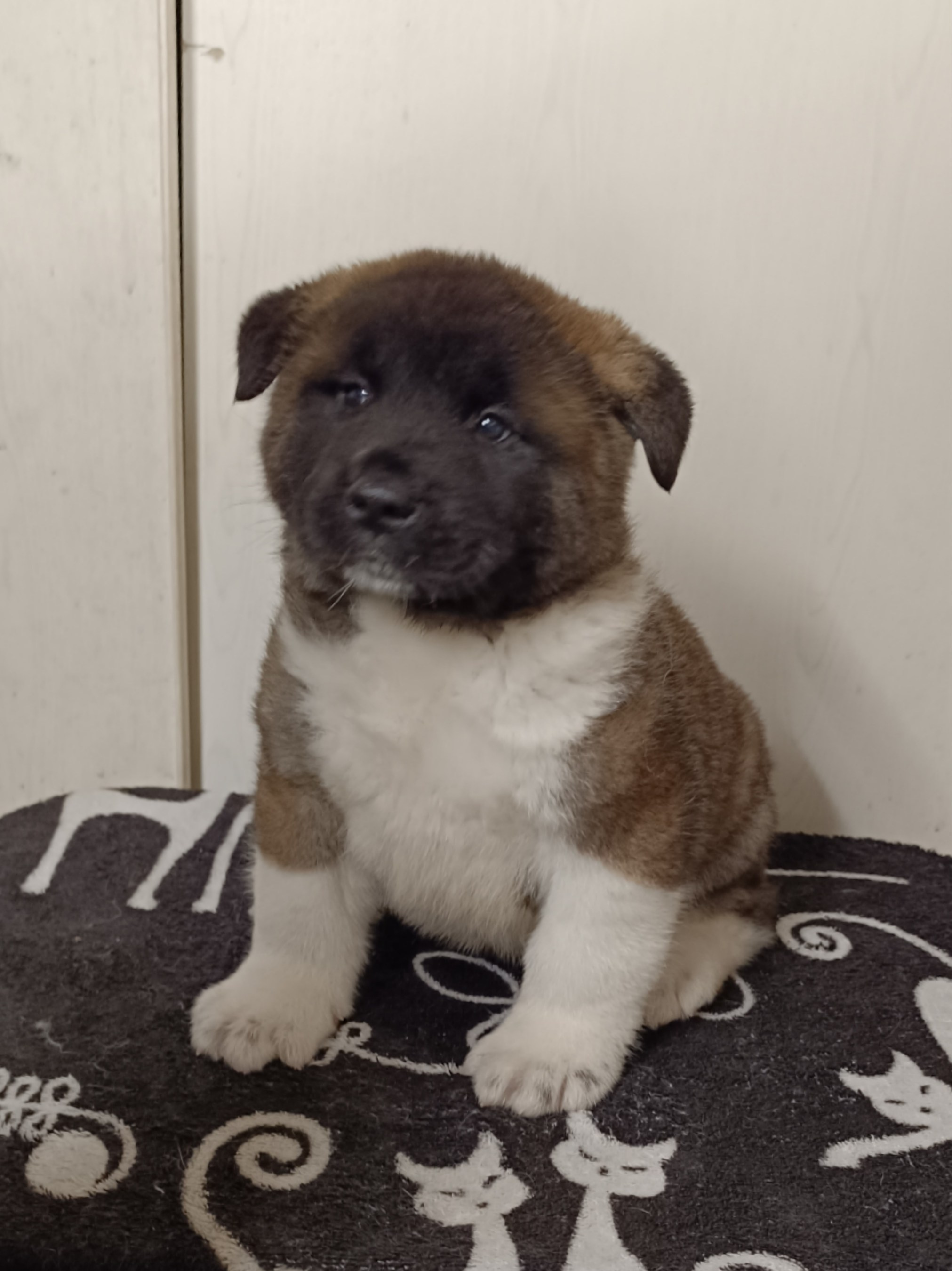 Американская акита  щенки питомник Санкт-Петербург клубные щенки Американская акита питомник RUBYLIGHT Рубилайт купить щенка американской акиты