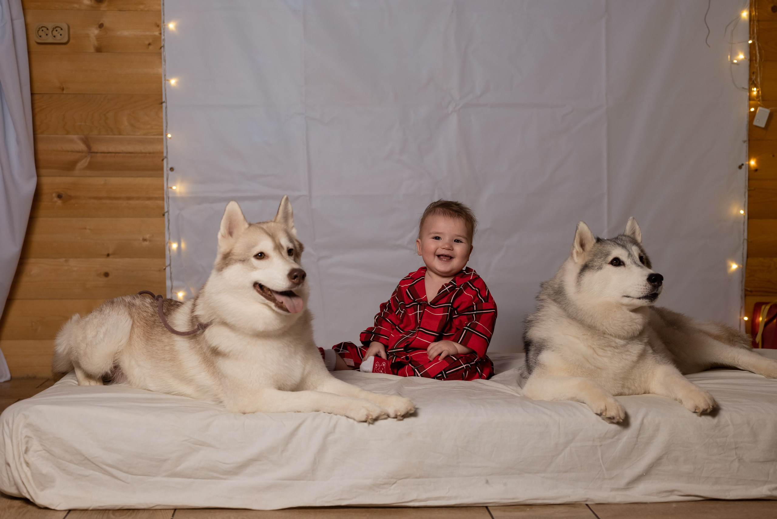 Фотопроект с хаски в частном доме. Фотограф в городе Салават