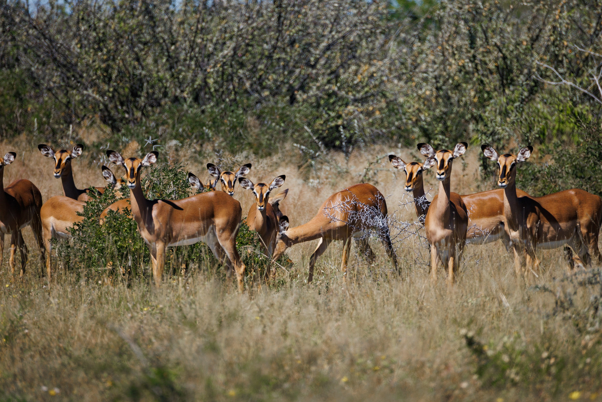 НАМИБИЯ. Роадтрип