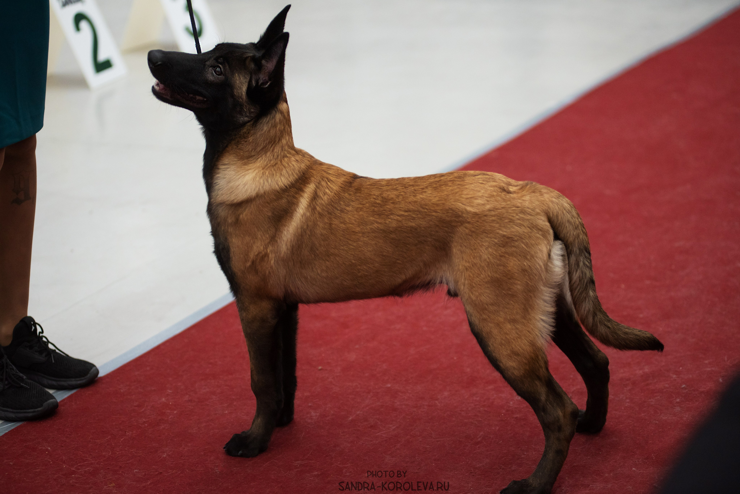 Выставка собак тюмень 10.12.2022. Дог-фотограф в Тюмени Александра Королева