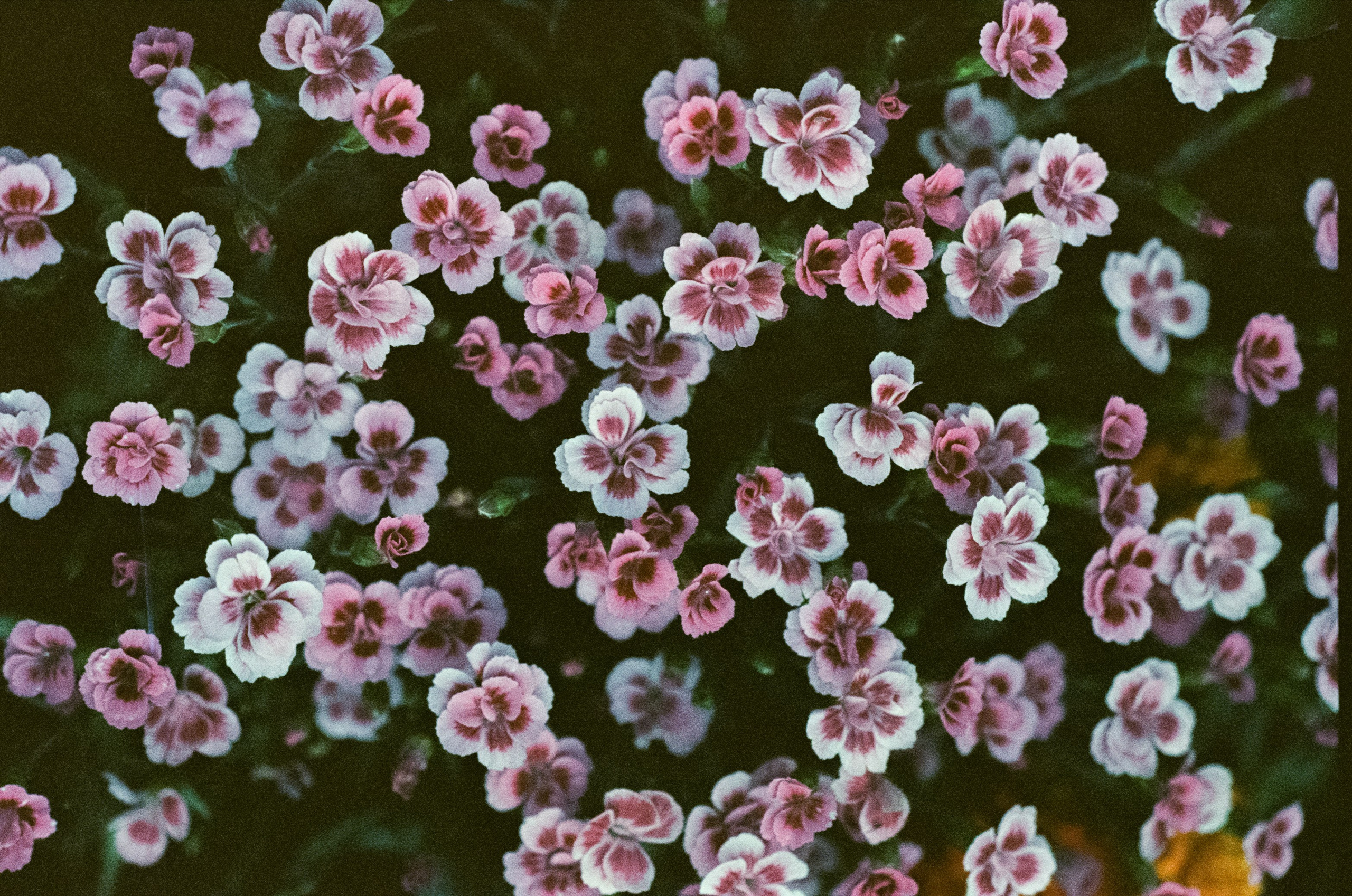 Kodak Vision 3 500T примеры фотографий