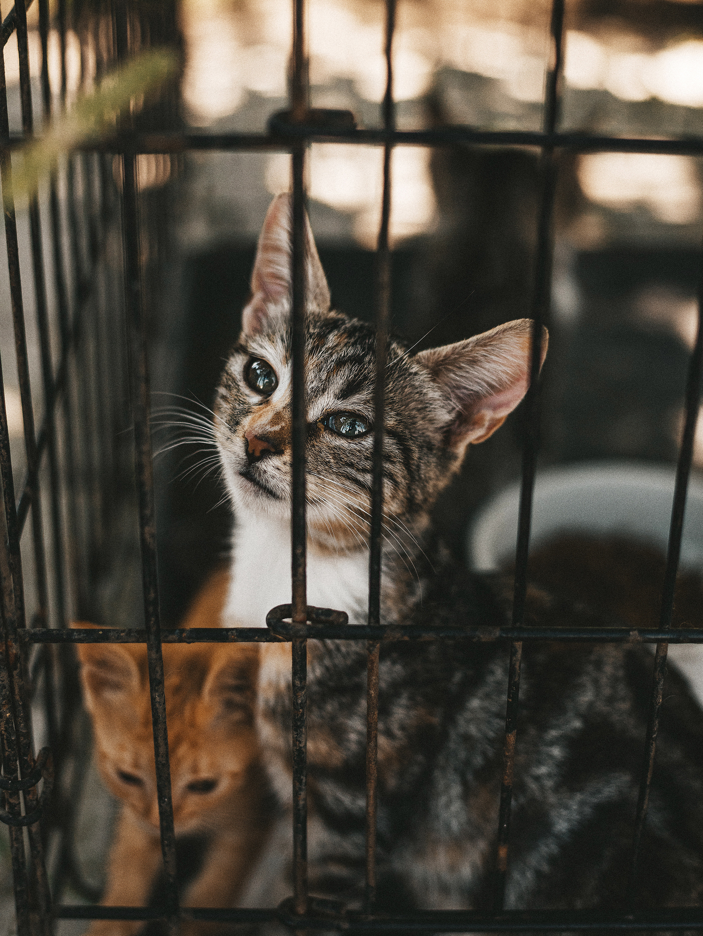 Котики из приюта. Фотограф в Краснодаре Алена Соколовская