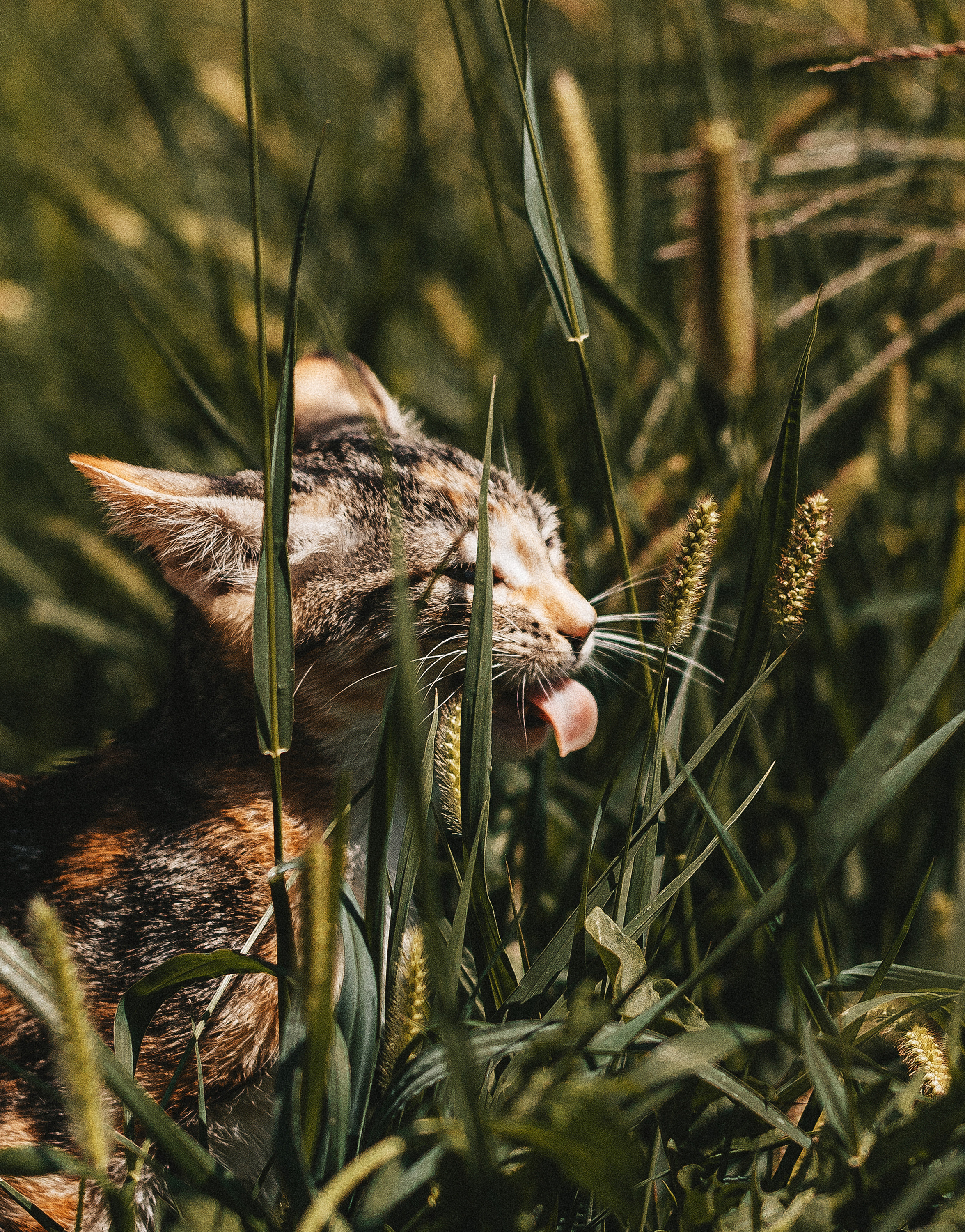 Котики из приюта. Фотограф в Краснодаре Алена Соколовская