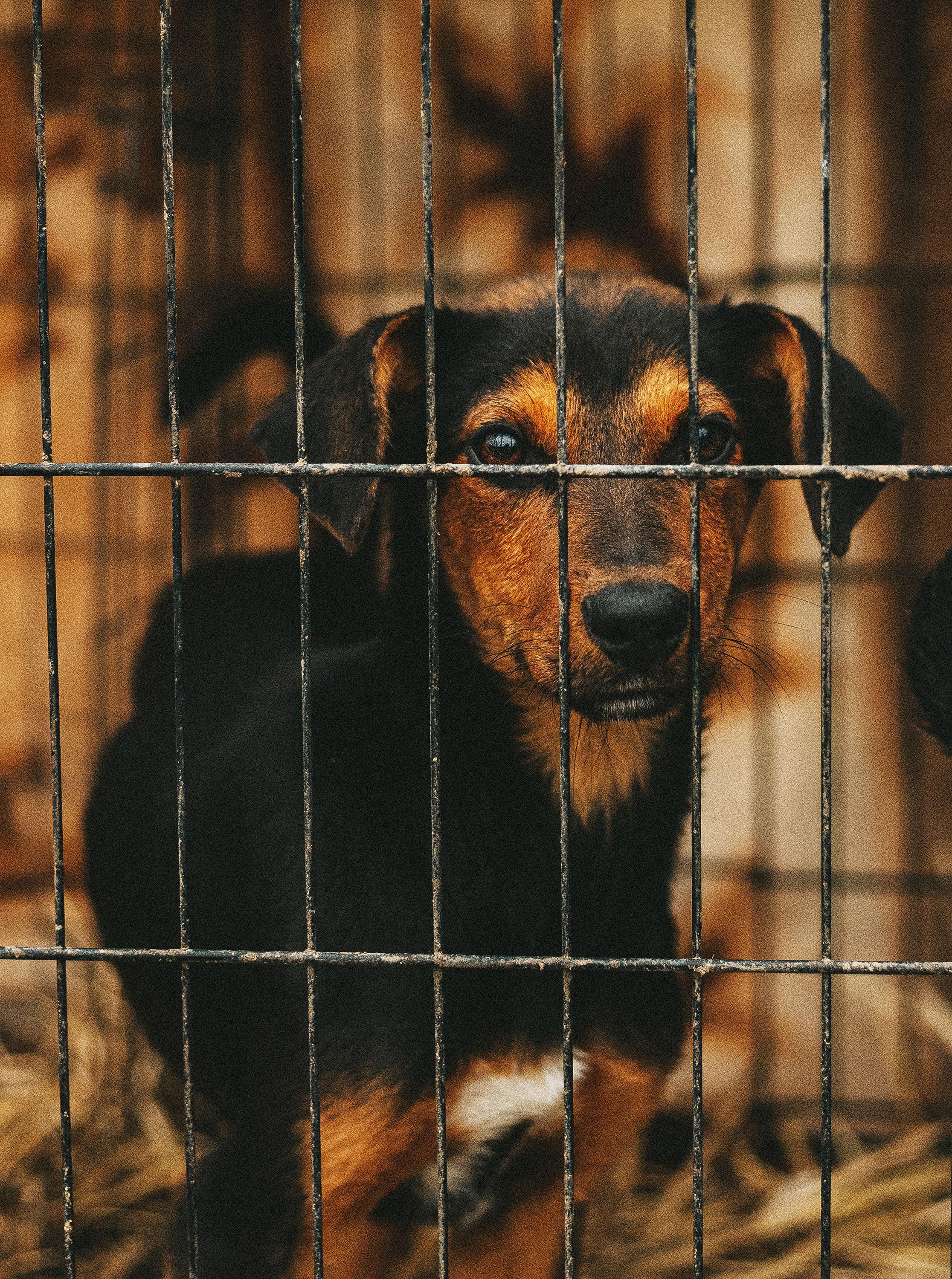Собаки из приюта. Фотограф в Краснодаре Алена Соколовская