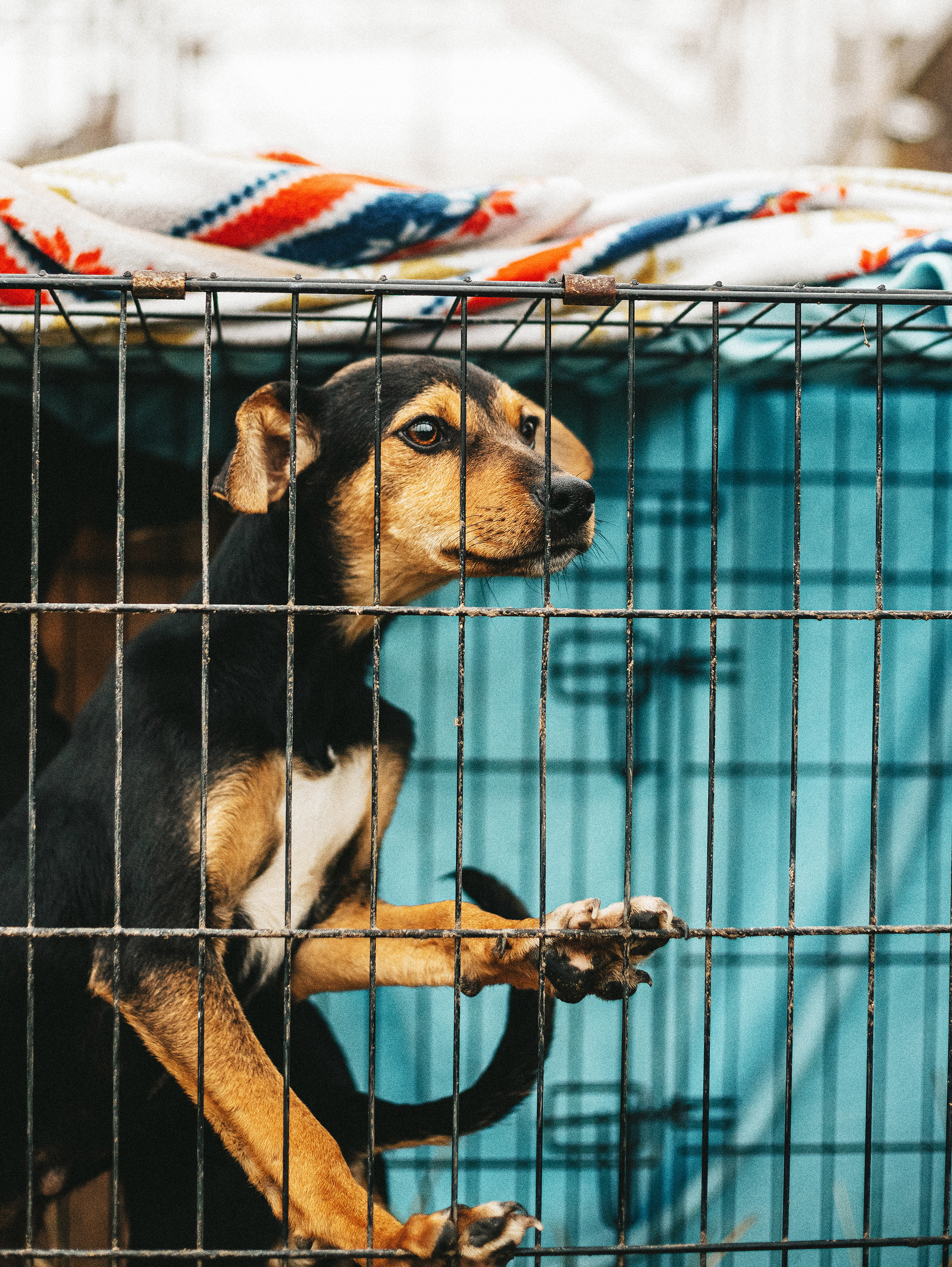 Собаки из приюта. Фотограф в Краснодаре Алена Соколовская