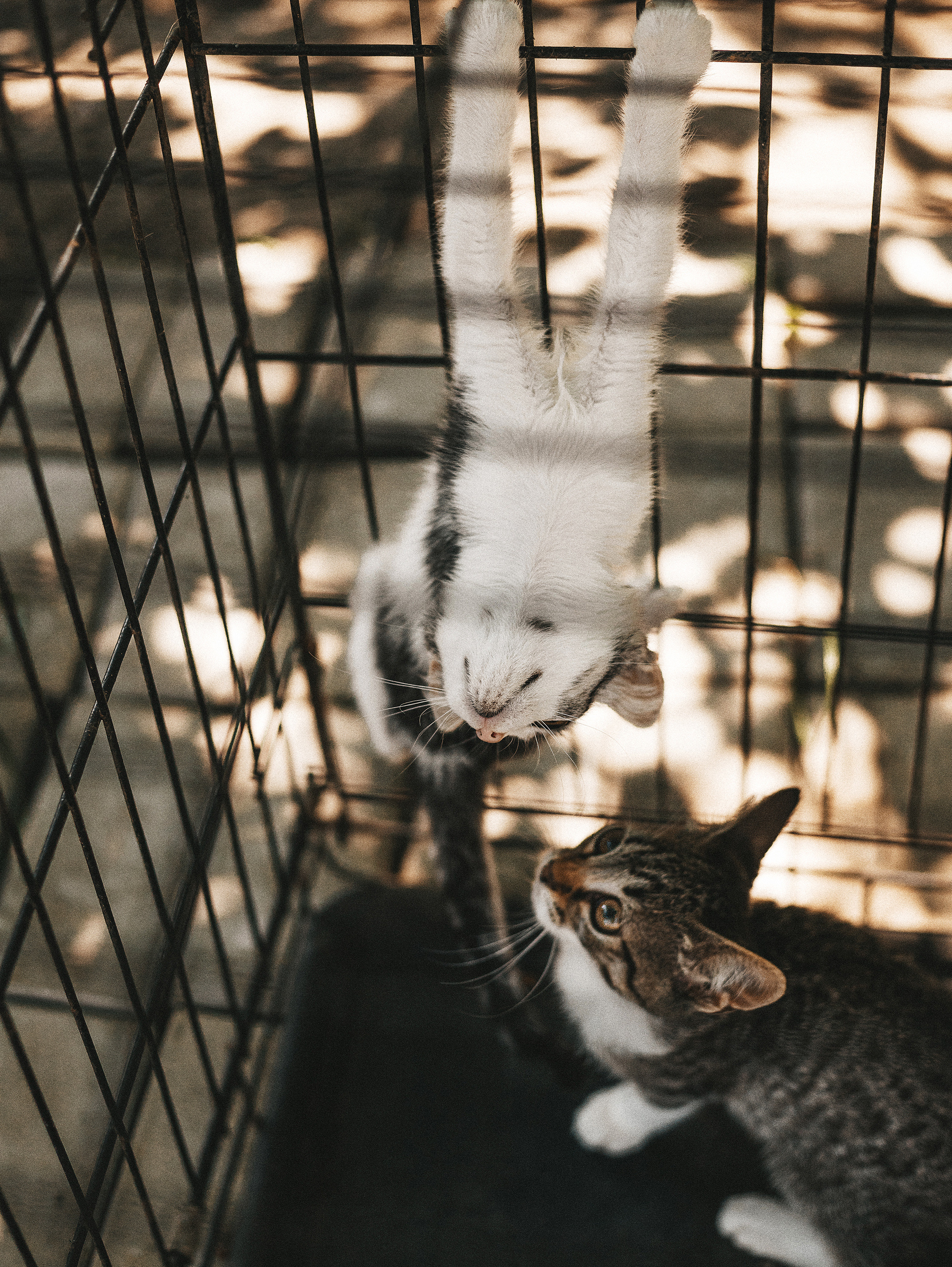 Котики из приюта. Фотограф в Краснодаре Алена Соколовская