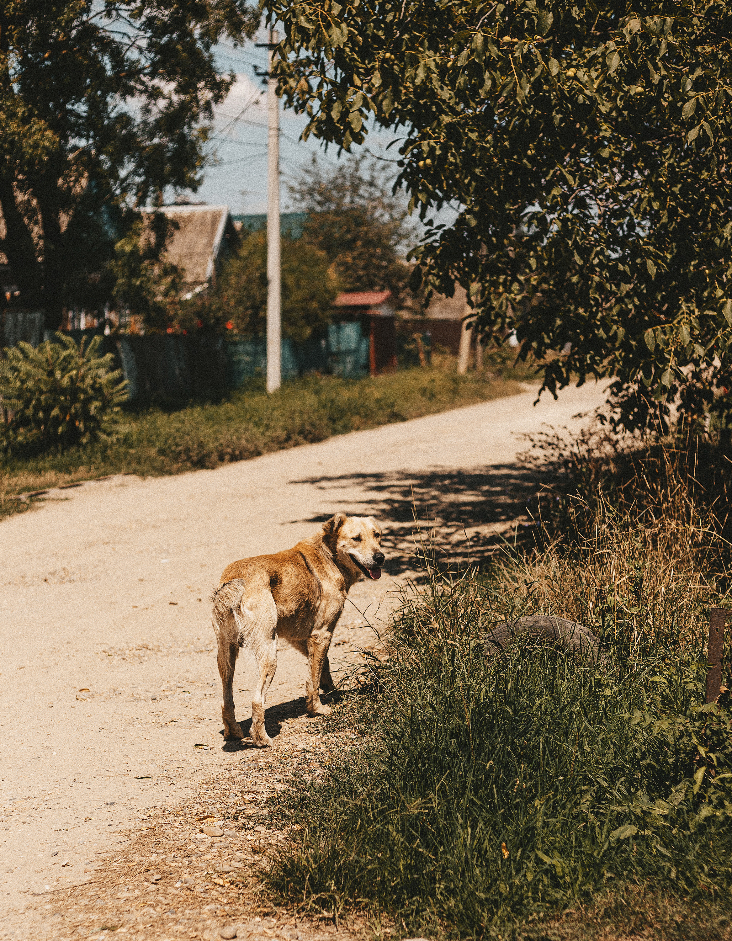 Собаки из приюта. Фотограф в Краснодаре Алена Соколовская