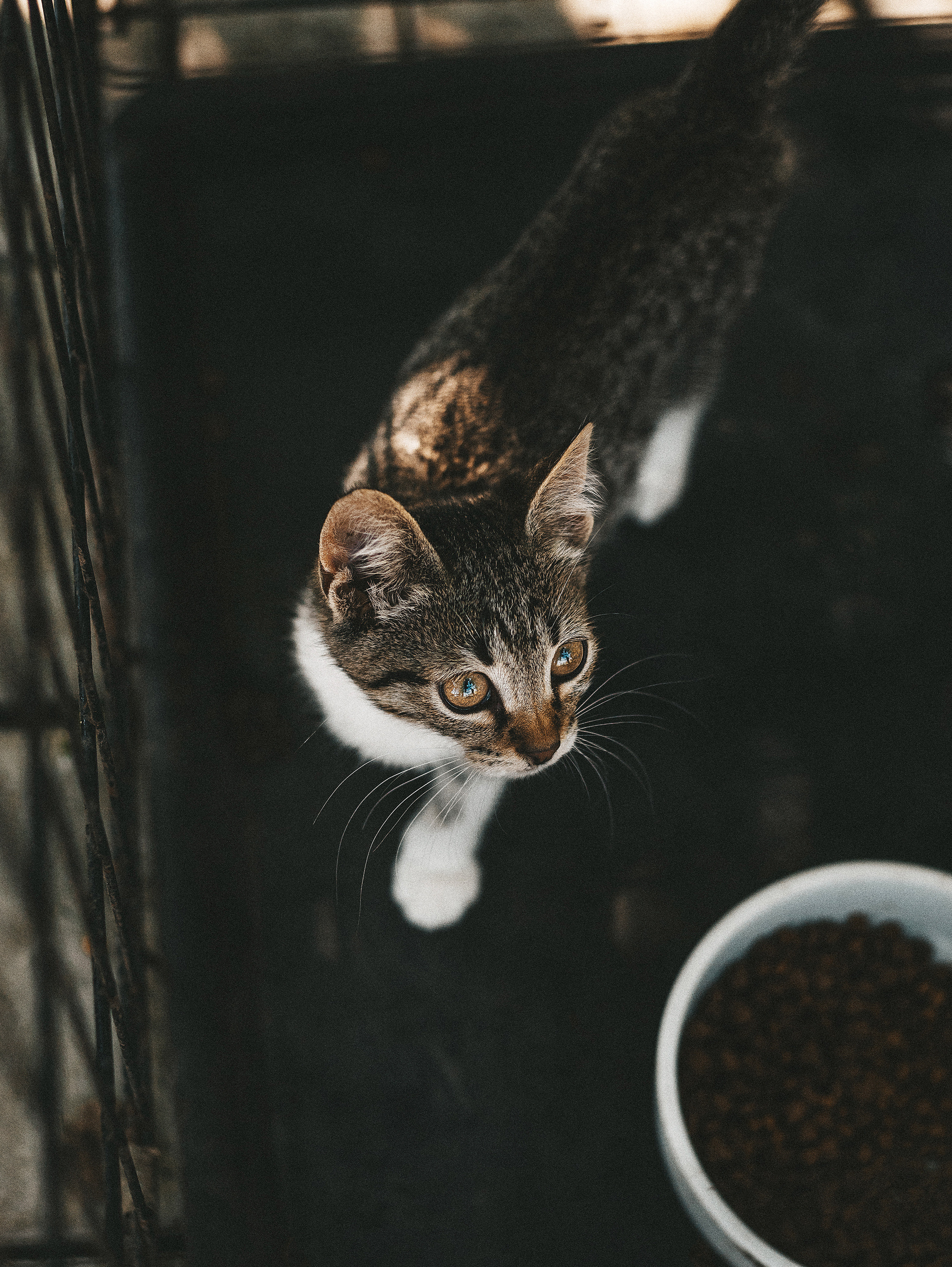 Котики из приюта. Фотограф в Краснодаре Алена Соколовская