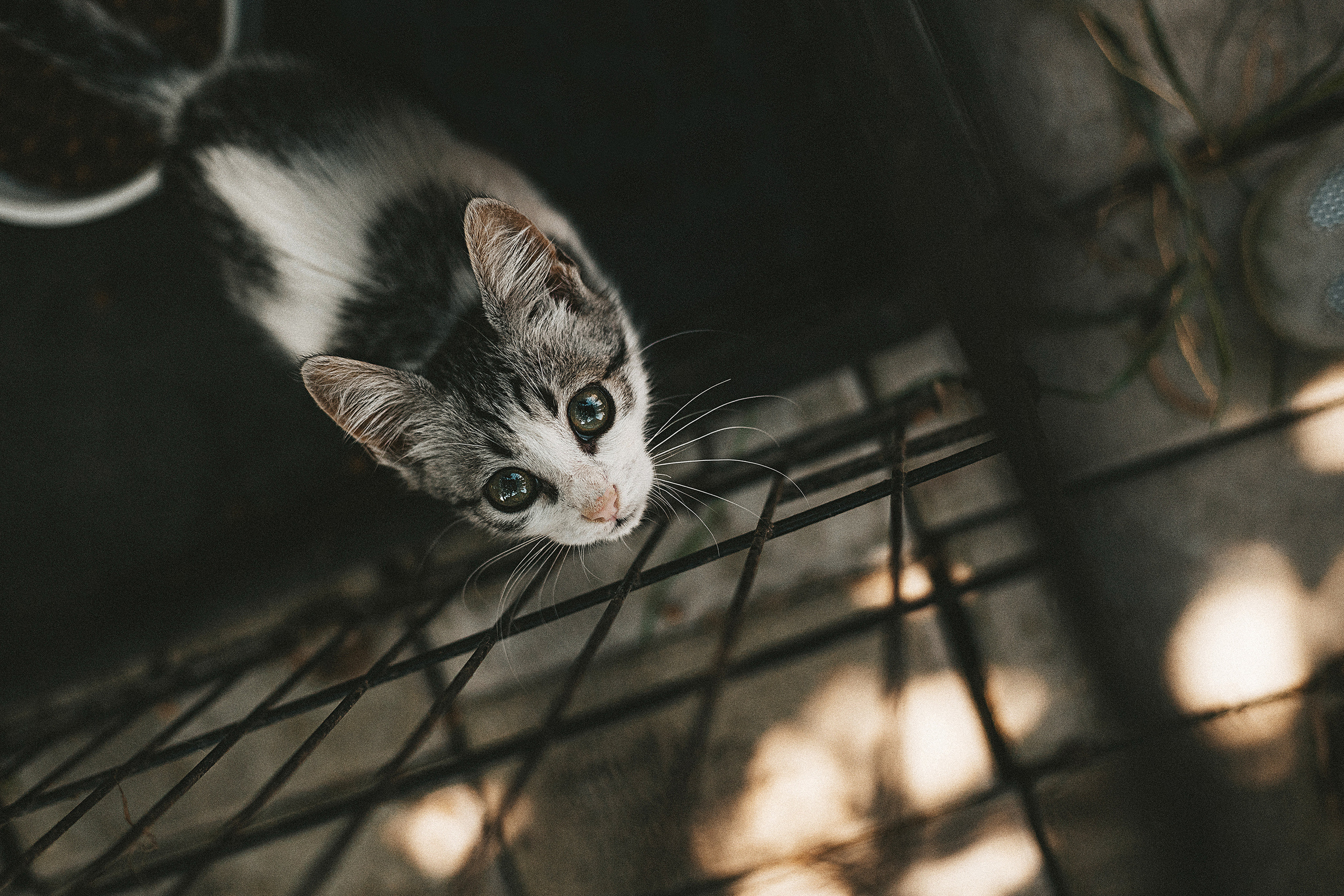 Котики из приюта. Фотограф в Краснодаре Алена Соколовская