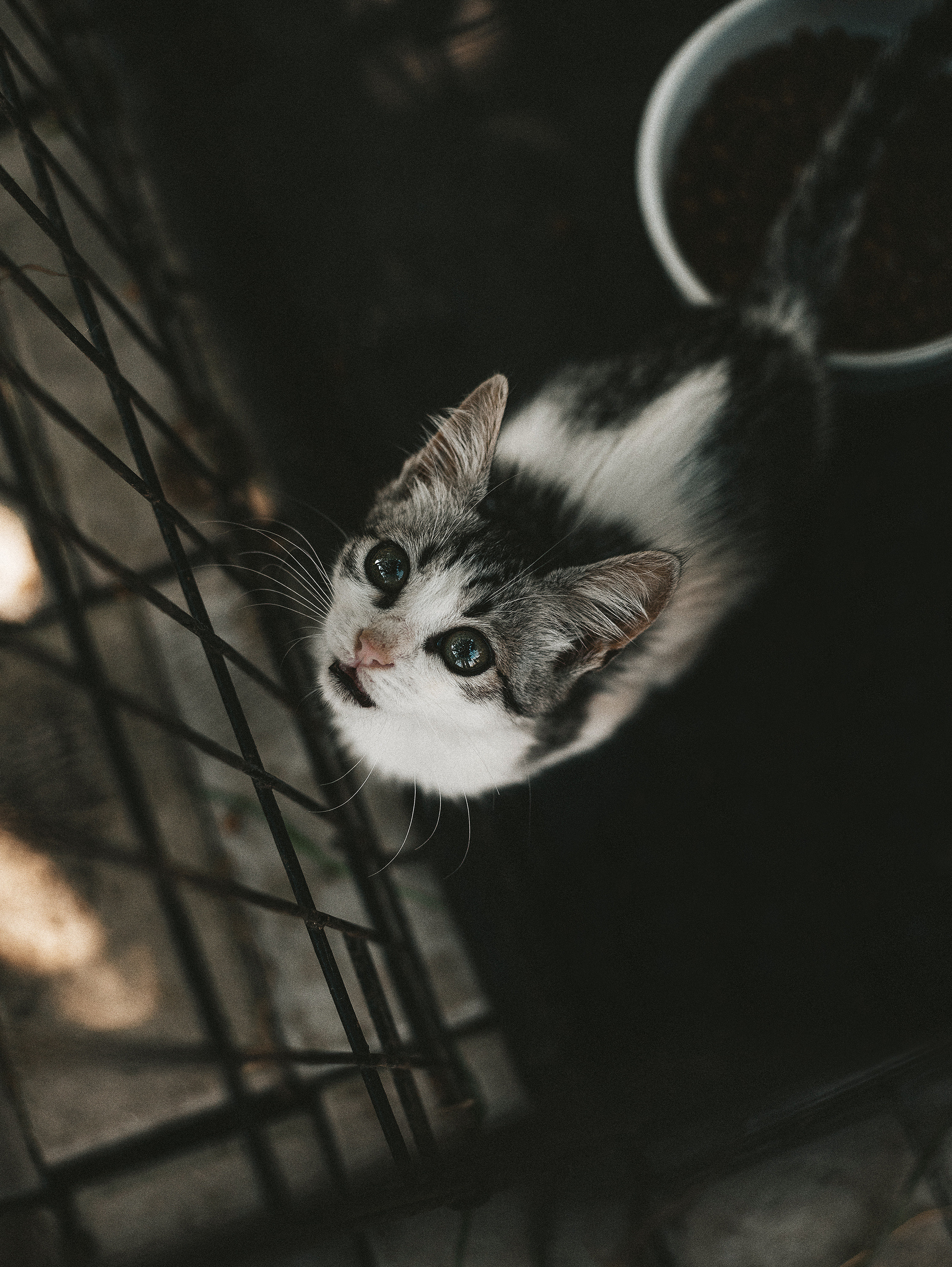 Котики из приюта. Фотограф в Краснодаре Алена Соколовская