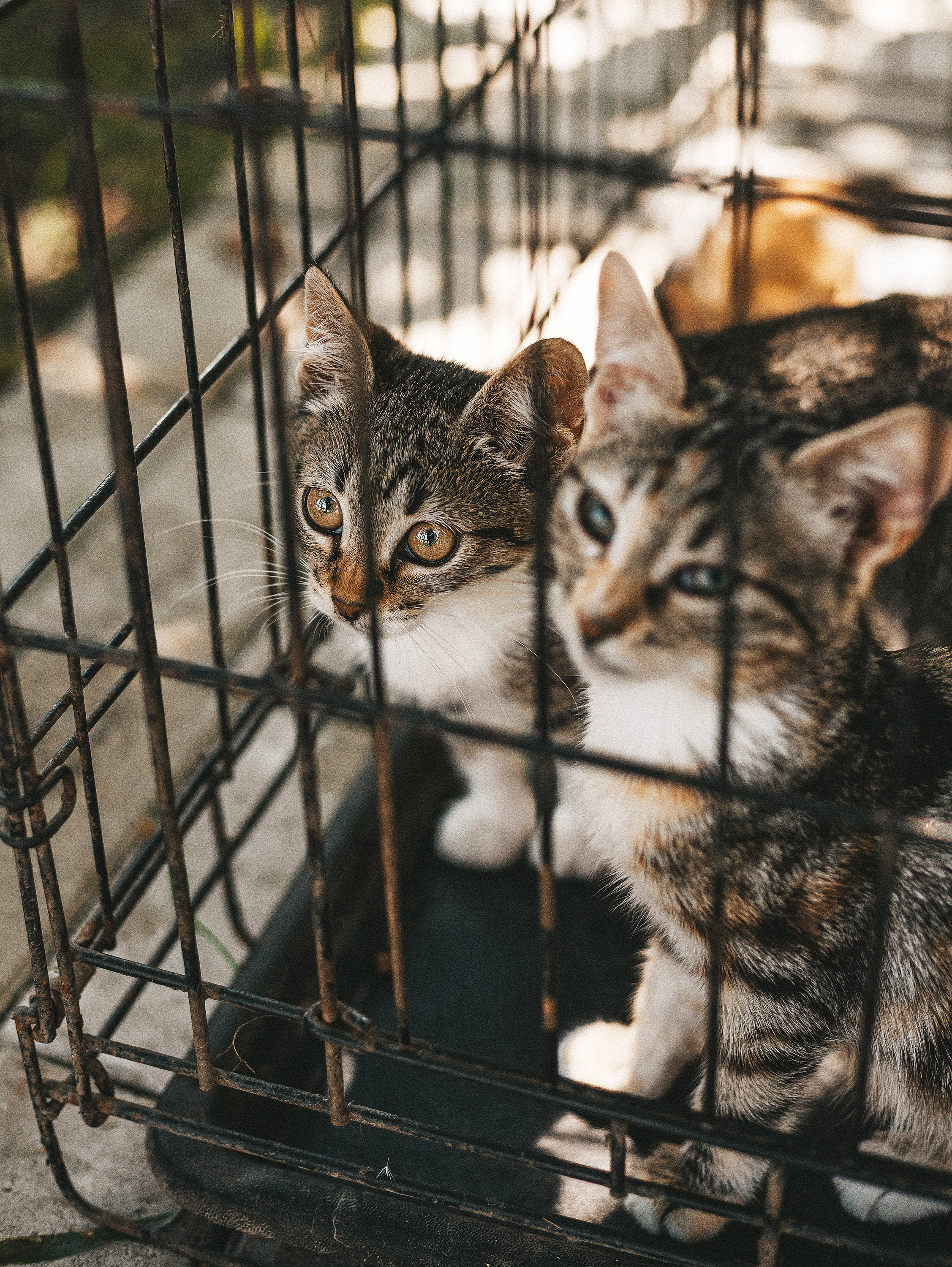 Котики из приюта. Фотограф в Краснодаре Алена Соколовская