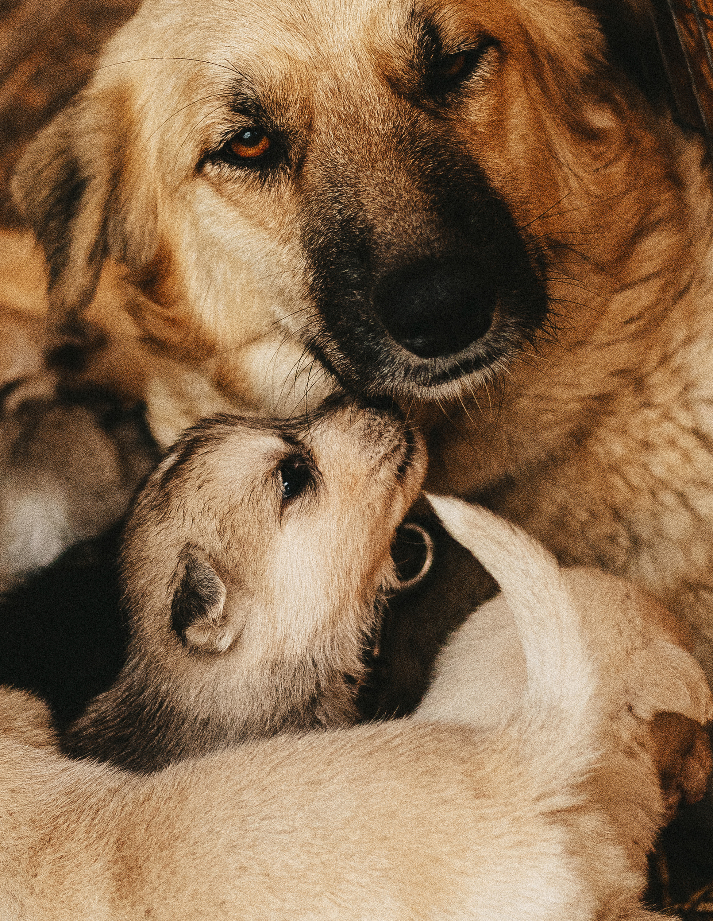 Собаки из приюта. Фотограф в Краснодаре Алена Соколовская