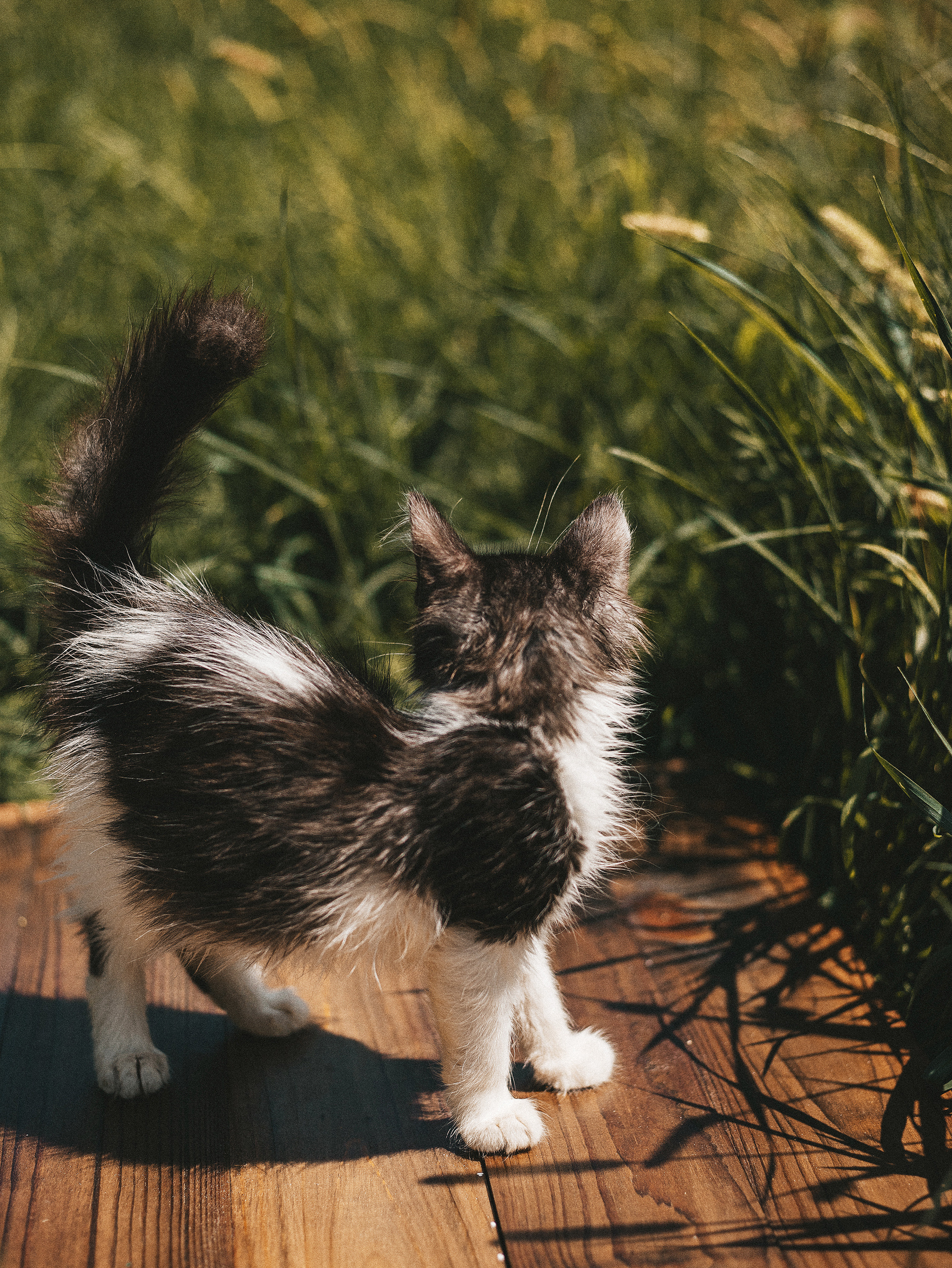 Котики из приюта. Фотограф в Краснодаре Алена Соколовская
