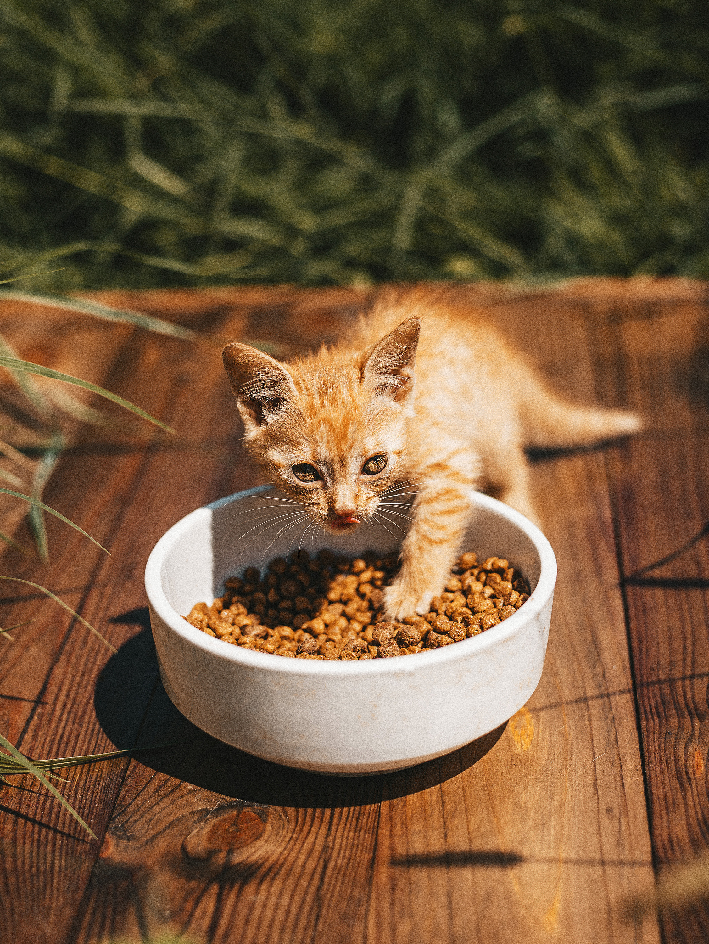 Котики из приюта. Фотограф в Краснодаре Алена Соколовская