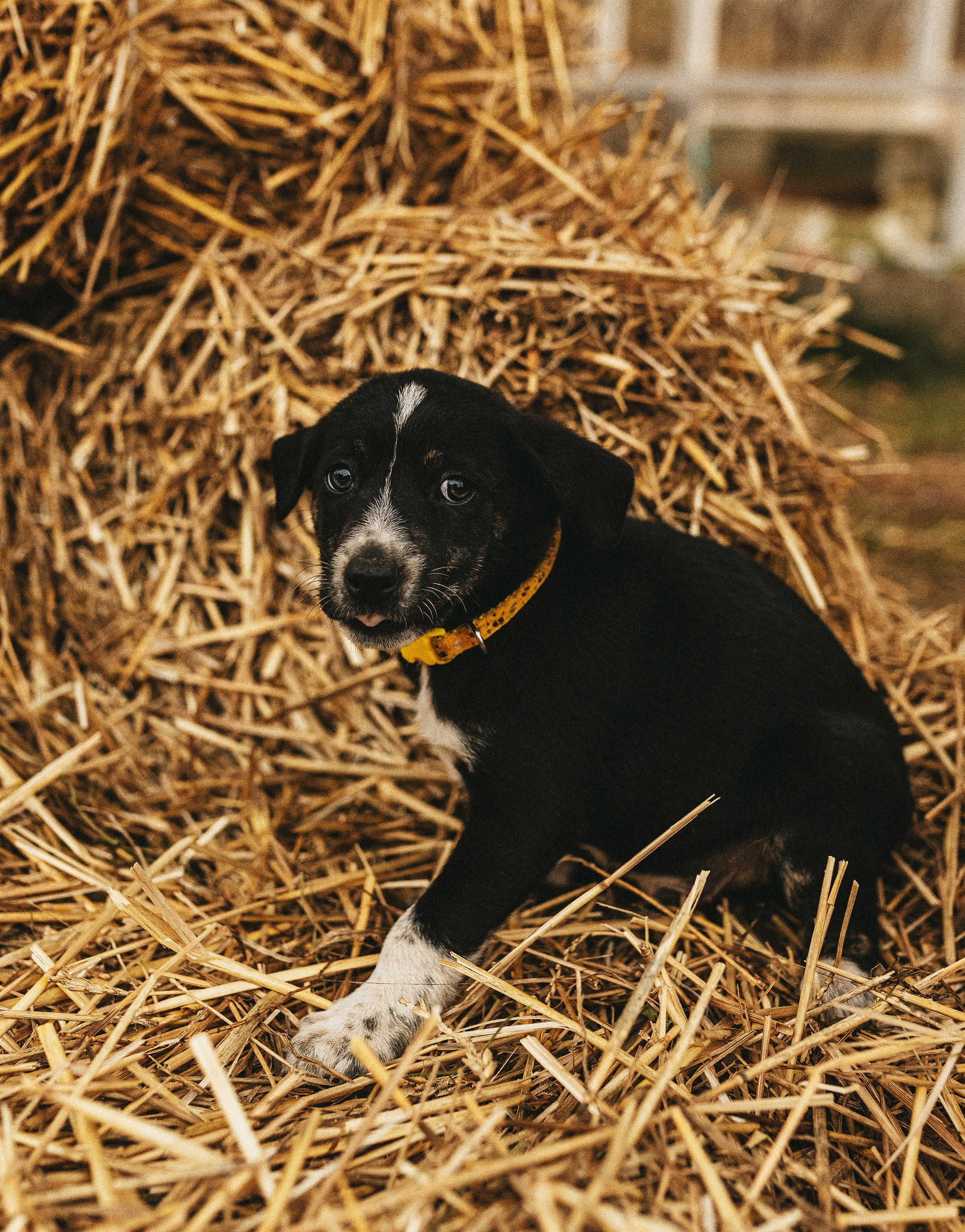 Собаки из приюта. Фотограф в Краснодаре Алена Соколовская