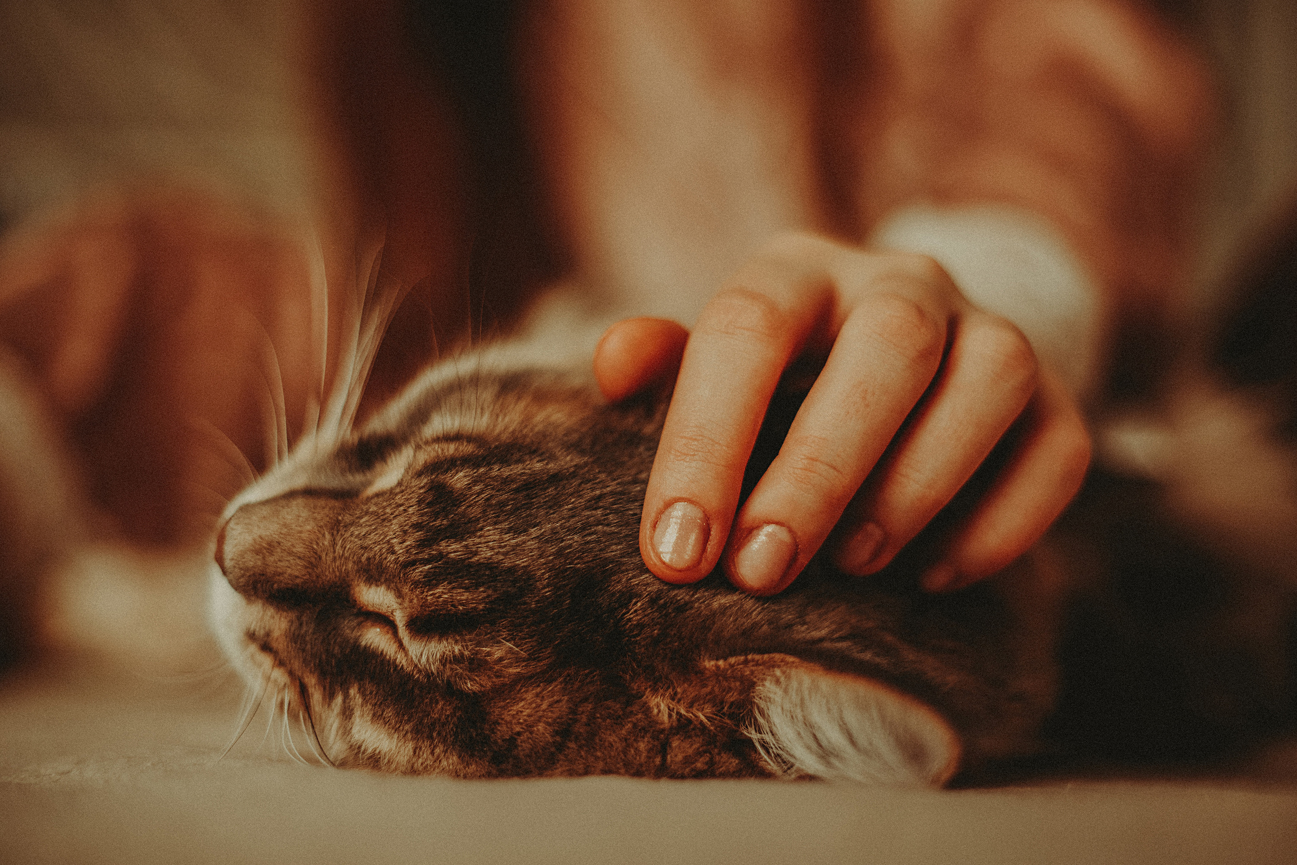 Владислава и Харлей. Фотограф в Краснодаре Алена Соколовская