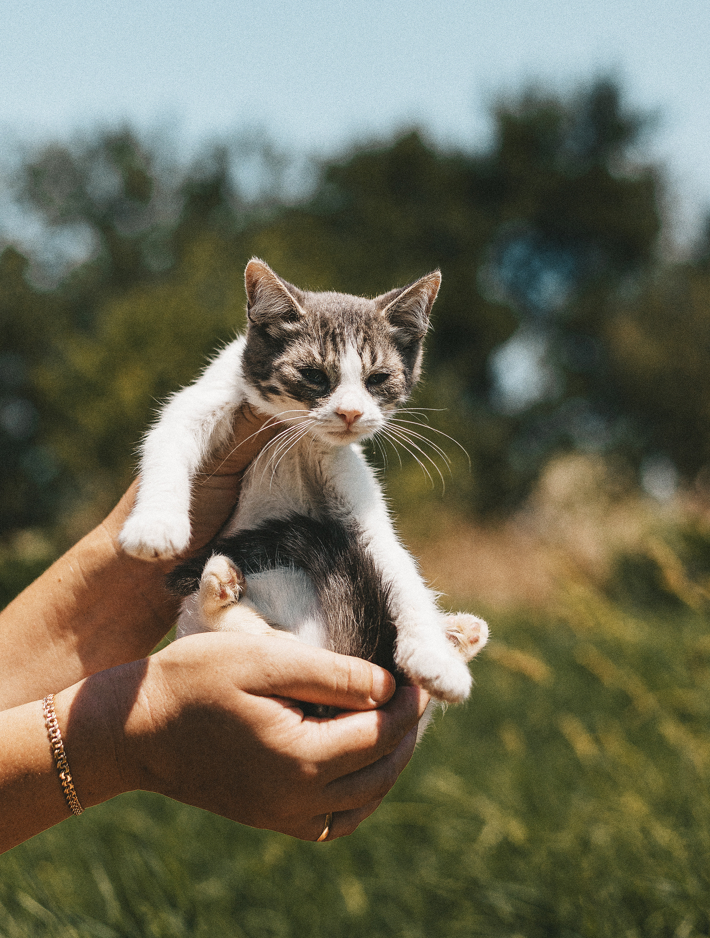 Котики из приюта. Фотограф в Краснодаре Алена Соколовская