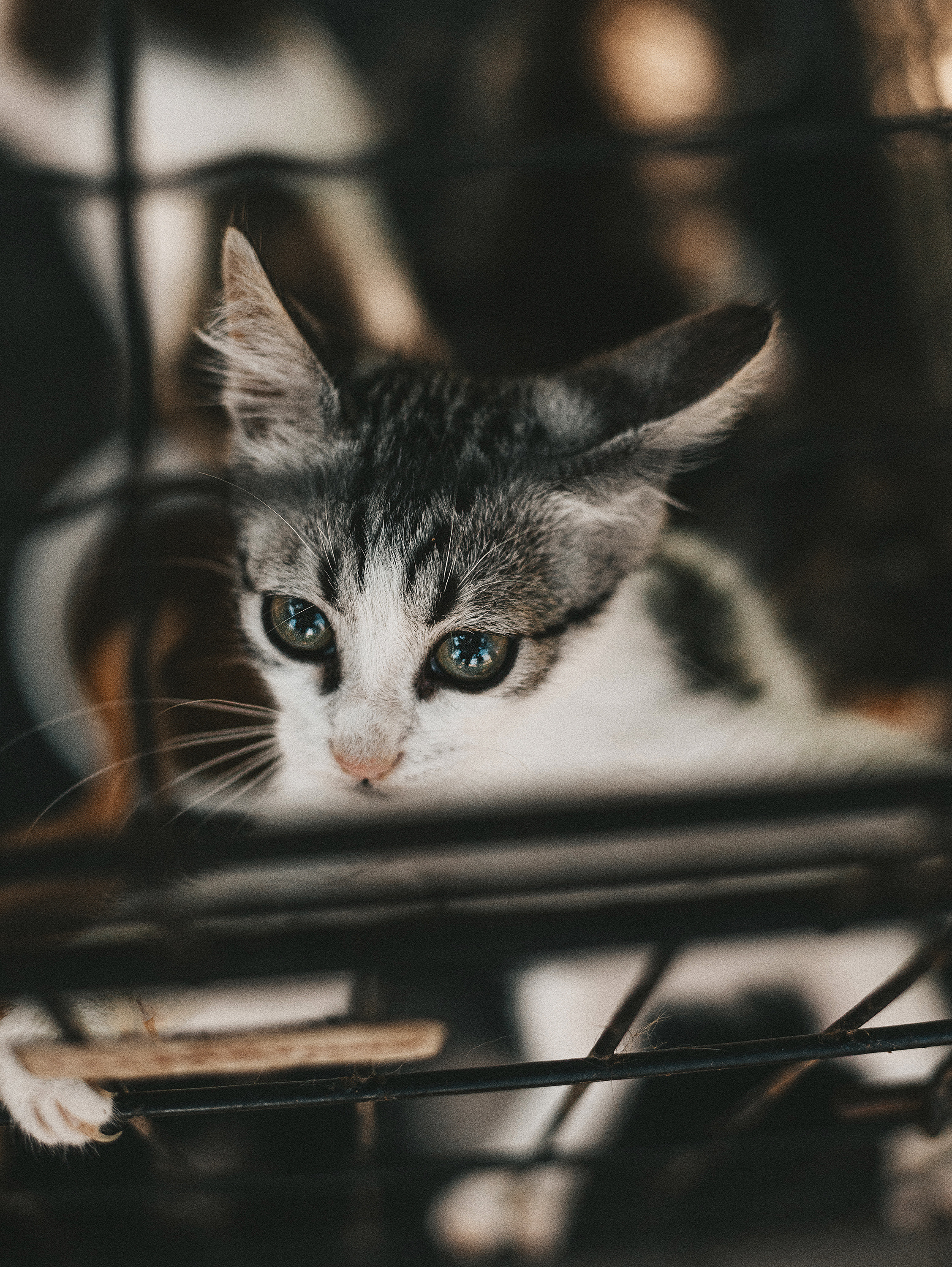 Котики из приюта. Фотограф в Краснодаре Алена Соколовская