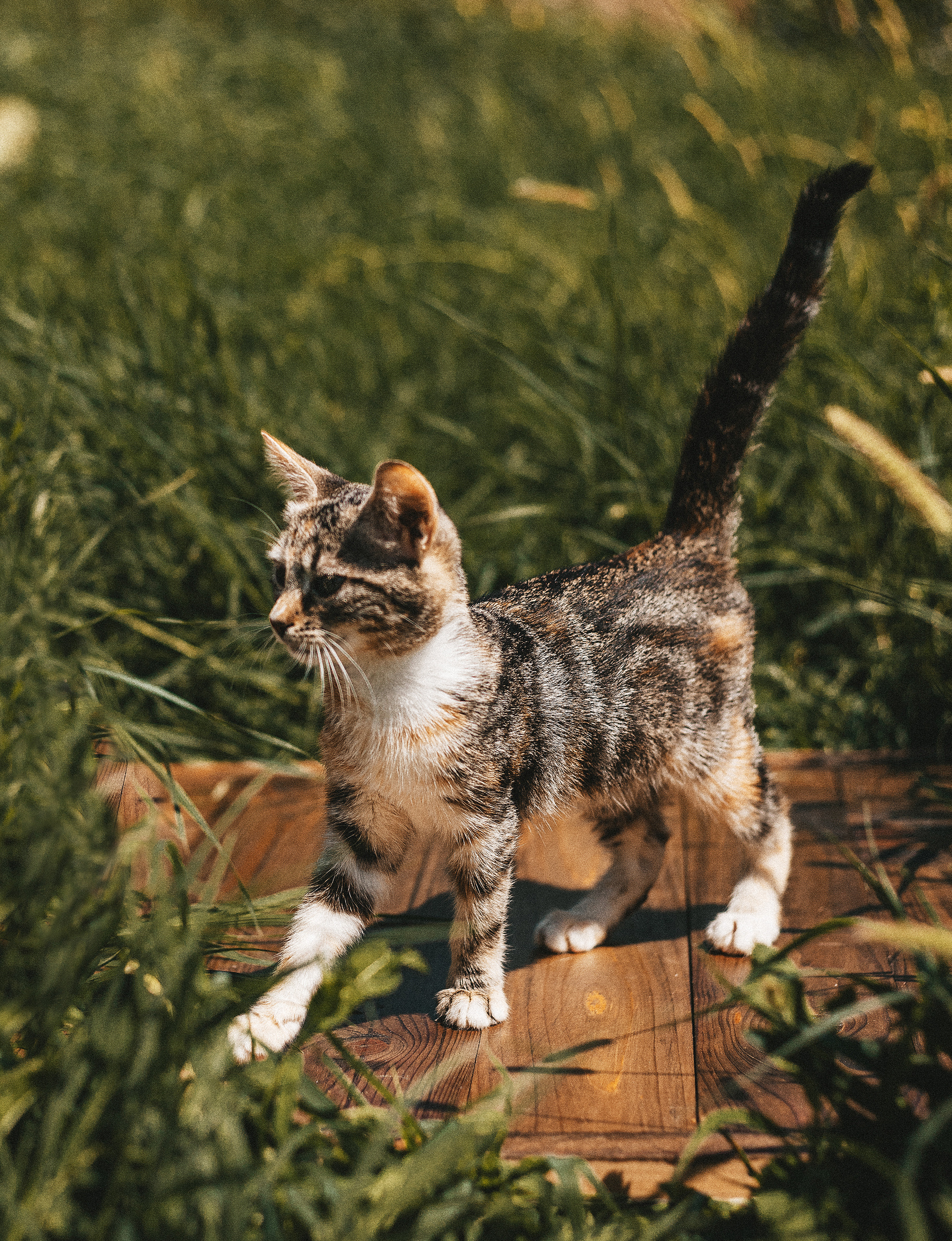 Котики из приюта. Фотограф в Краснодаре Алена Соколовская