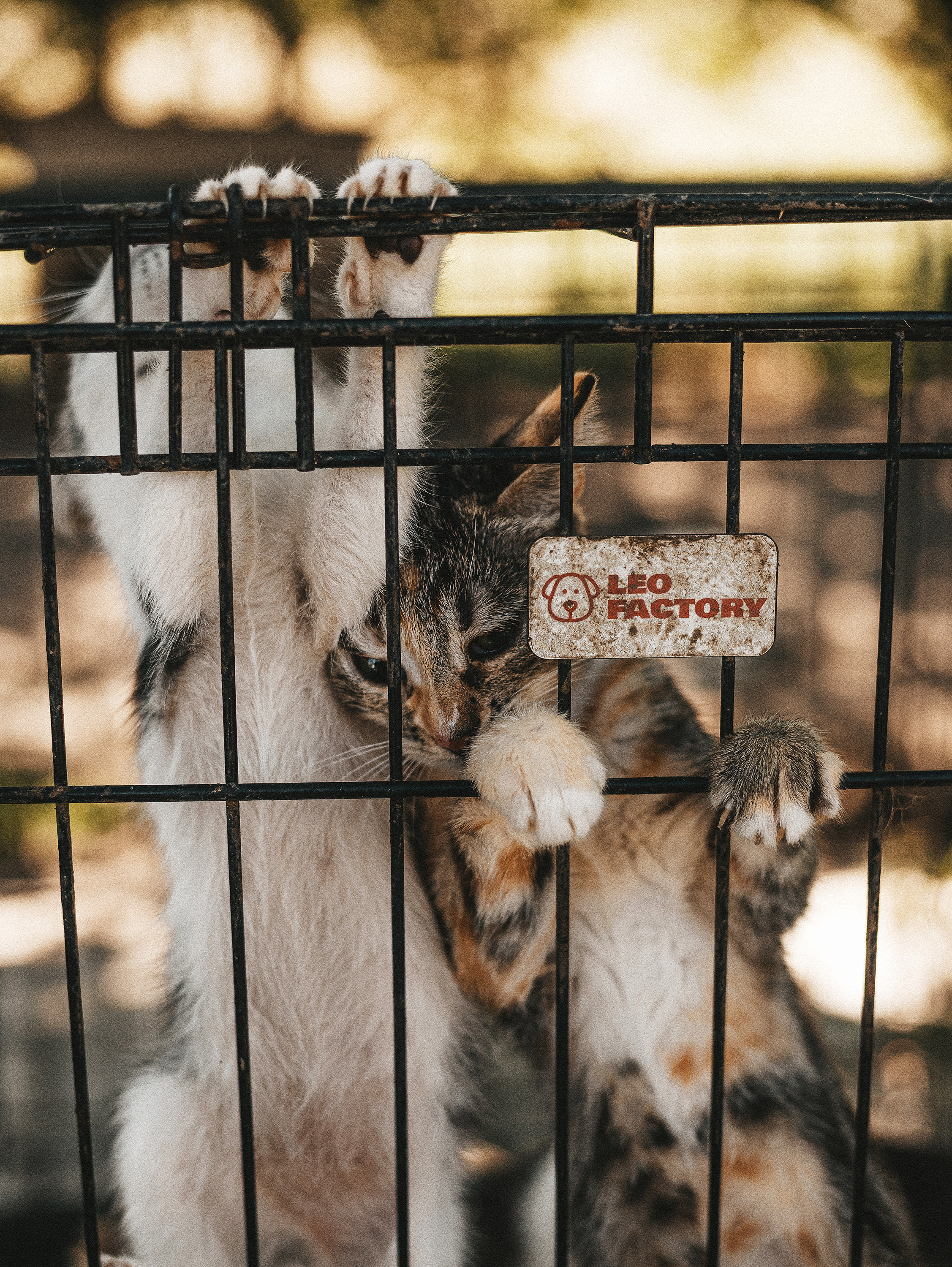 Котики из приюта. Фотограф в Краснодаре Алена Соколовская