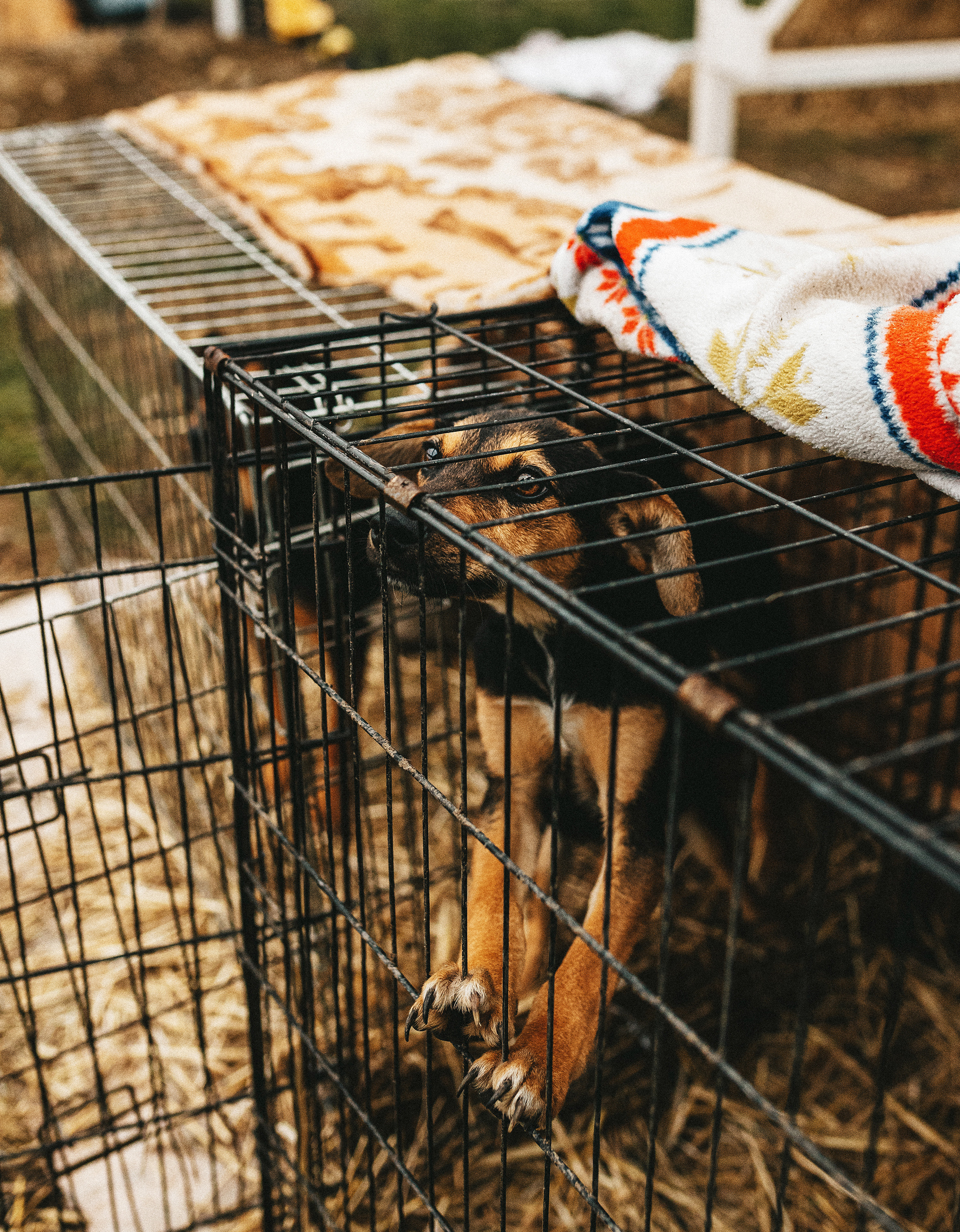 Собаки из приюта. Фотограф в Краснодаре Алена Соколовская