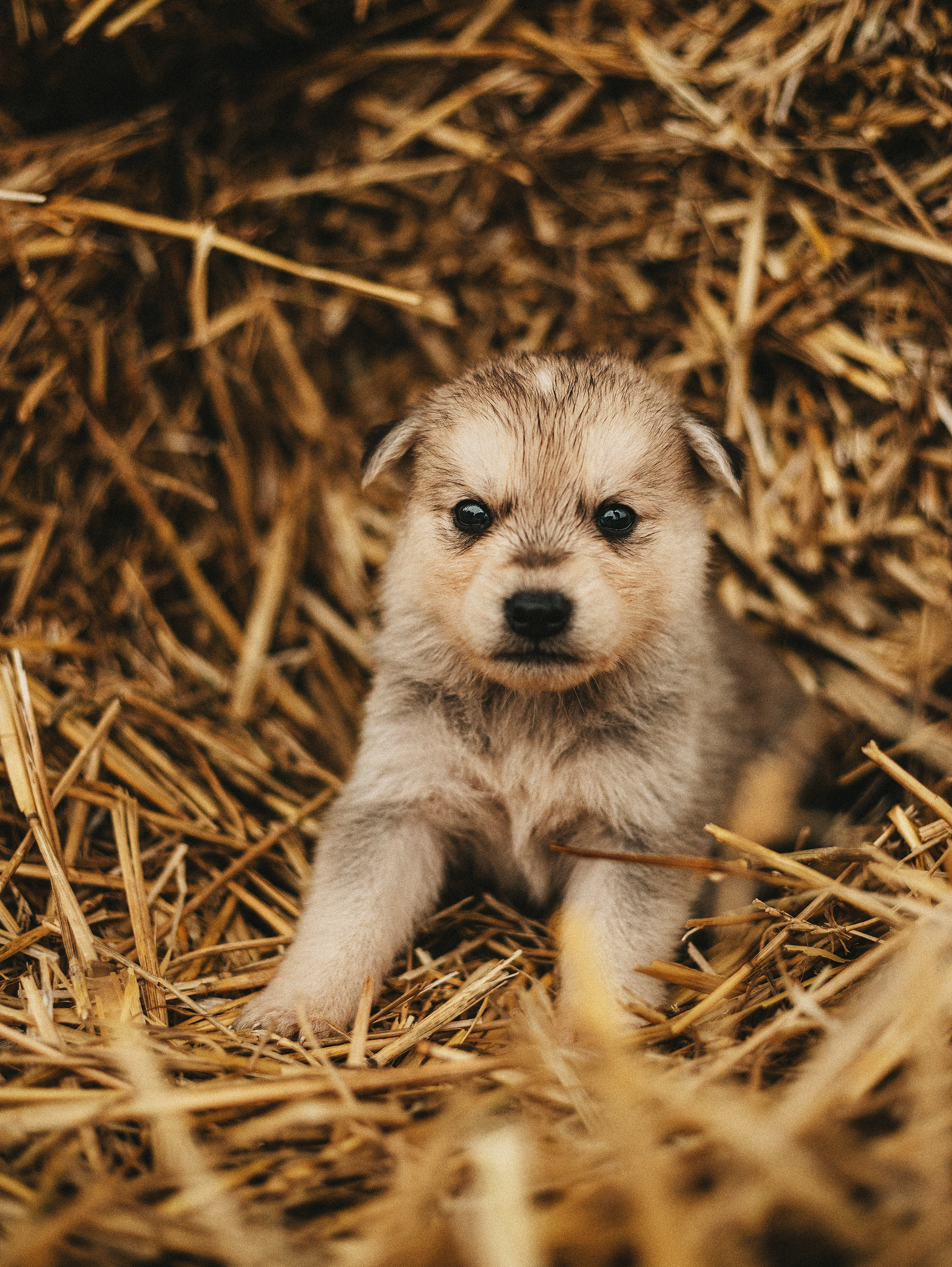 Собаки из приюта. Фотограф в Краснодаре Алена Соколовская
