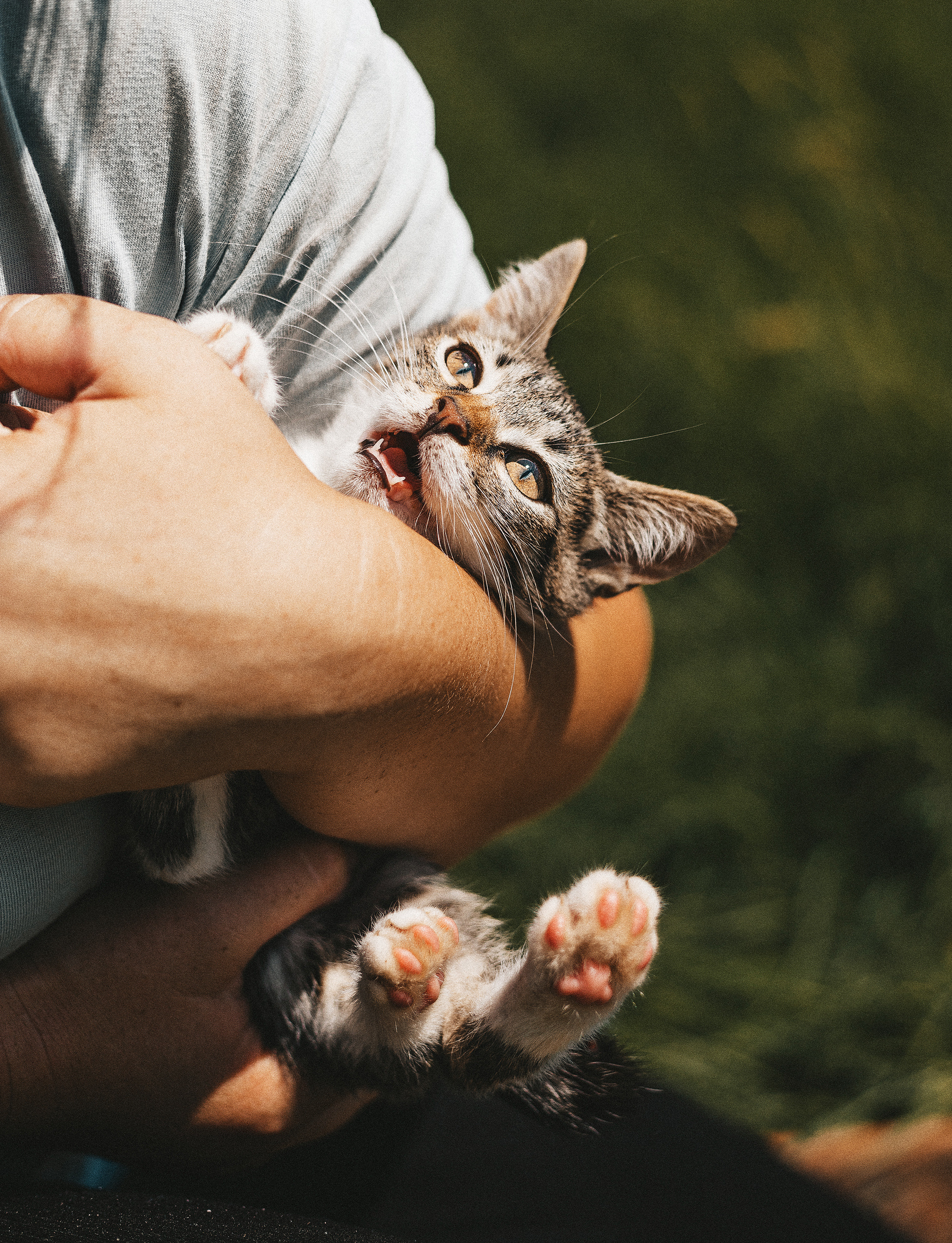 Котики из приюта. Фотограф в Краснодаре Алена Соколовская