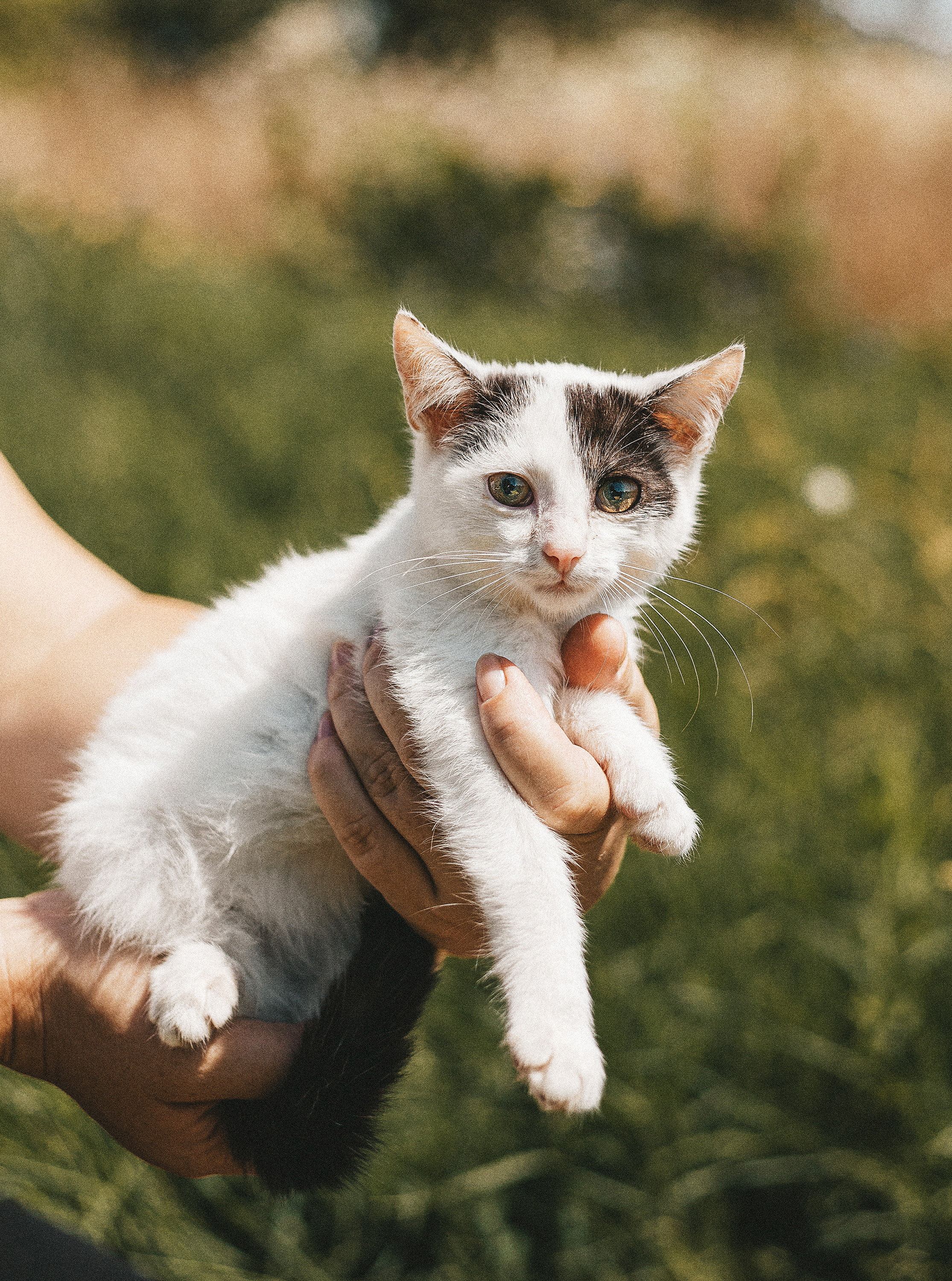 Котики из приюта. Фотограф в Краснодаре Алена Соколовская