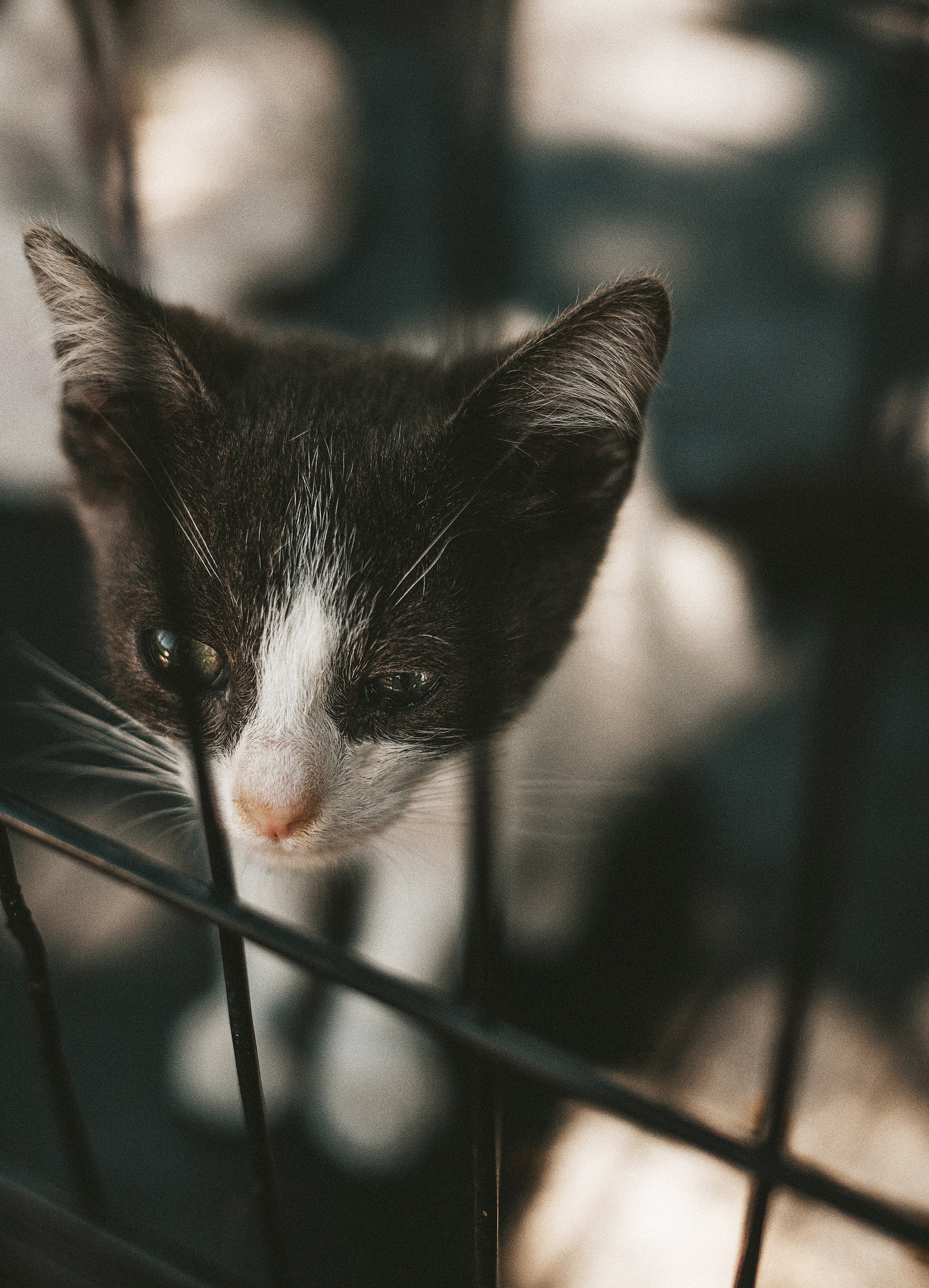 Котики из приюта. Фотограф в Краснодаре Алена Соколовская